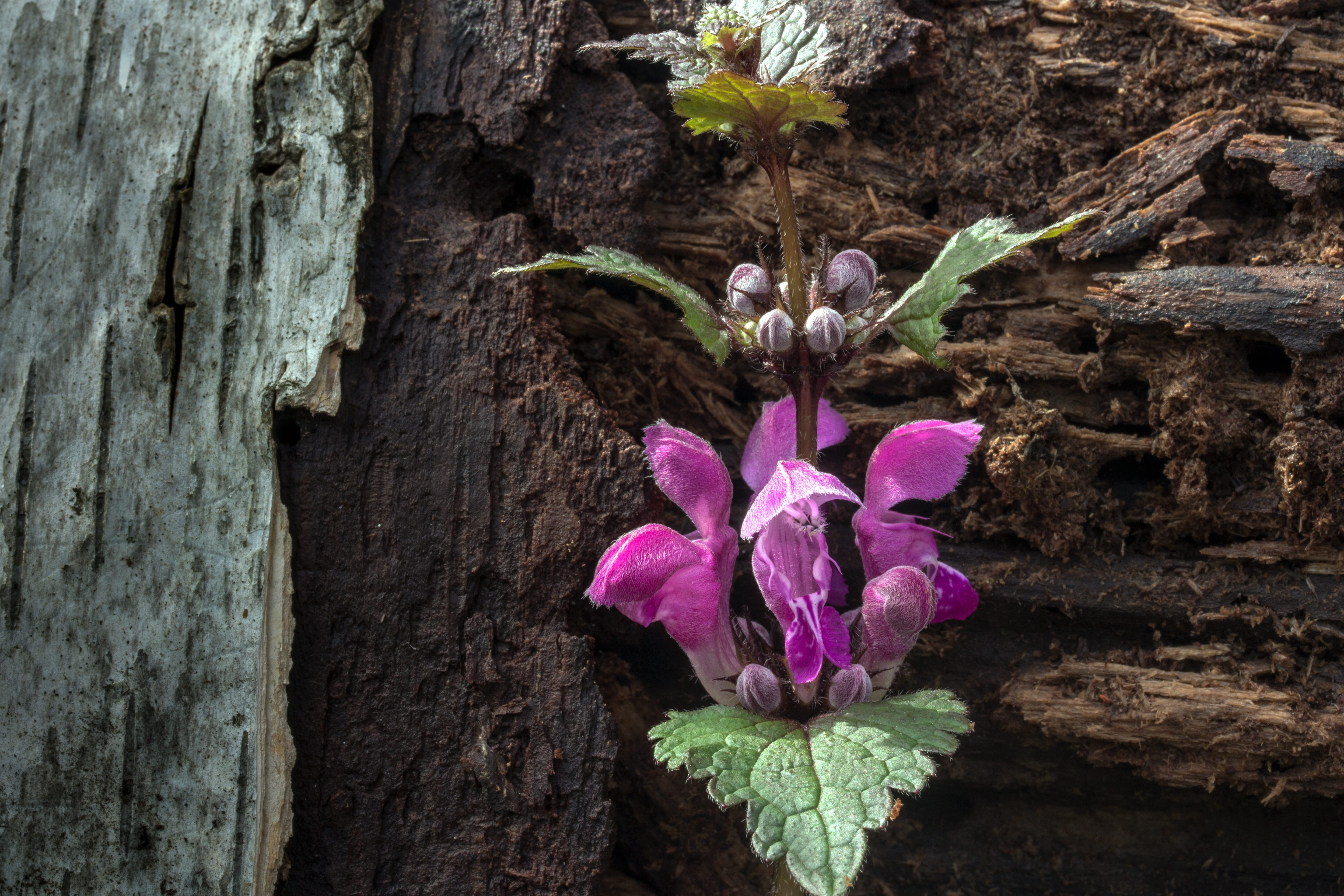 petals, growth, tree trunk, textured, dead nettle, wild flower, 4K, pink color, bloom, trunk, wild herb, lip flowering plant, no people, flower head, freshness, HD Wallpaper