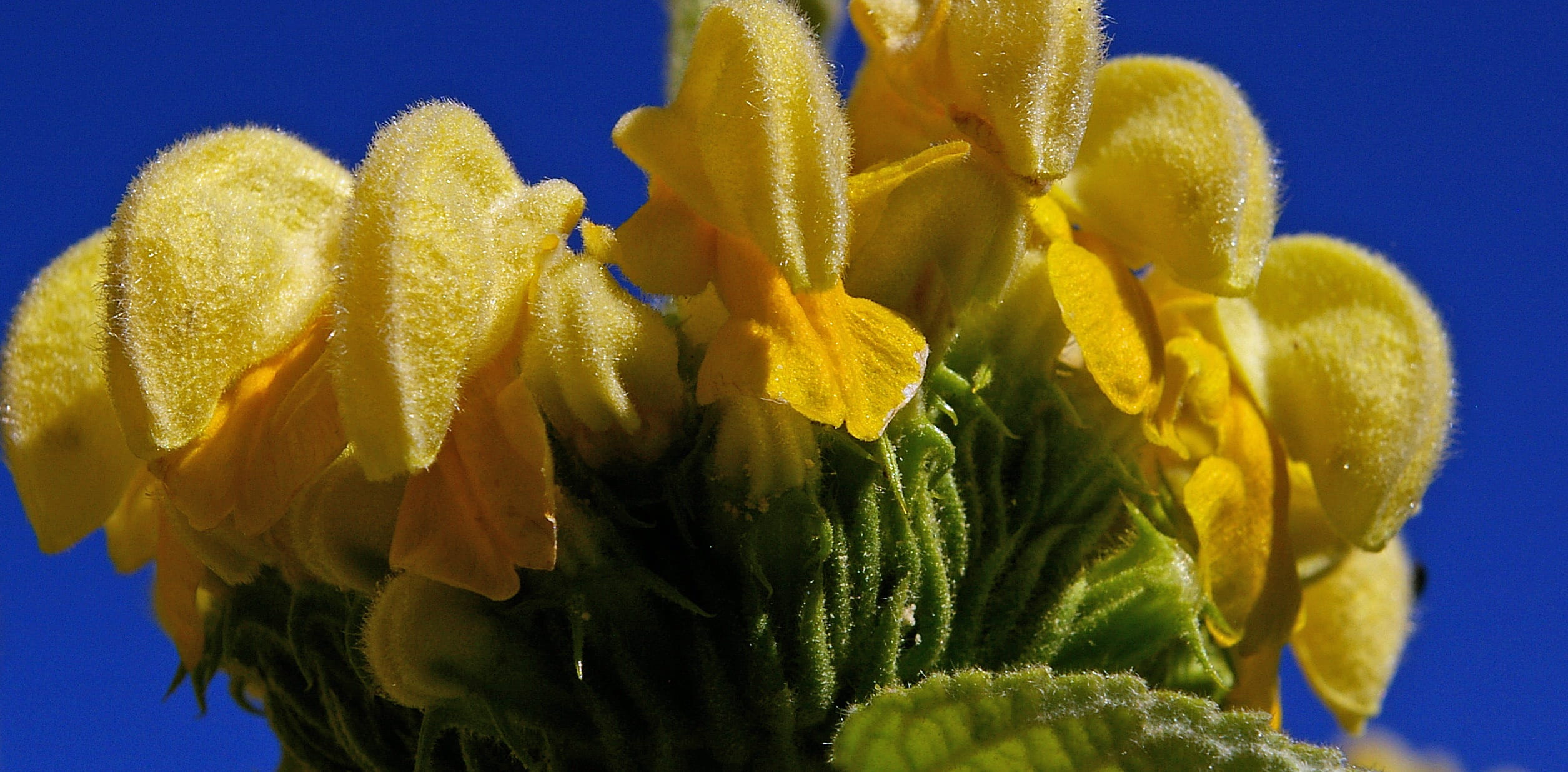 yellow and blue, close-up, stalk, blue, colored background, food and drink, yellow flower, 1080P, Fire, skyward, springtime, studio shot, petal, flowering plant, HD Wallpaper