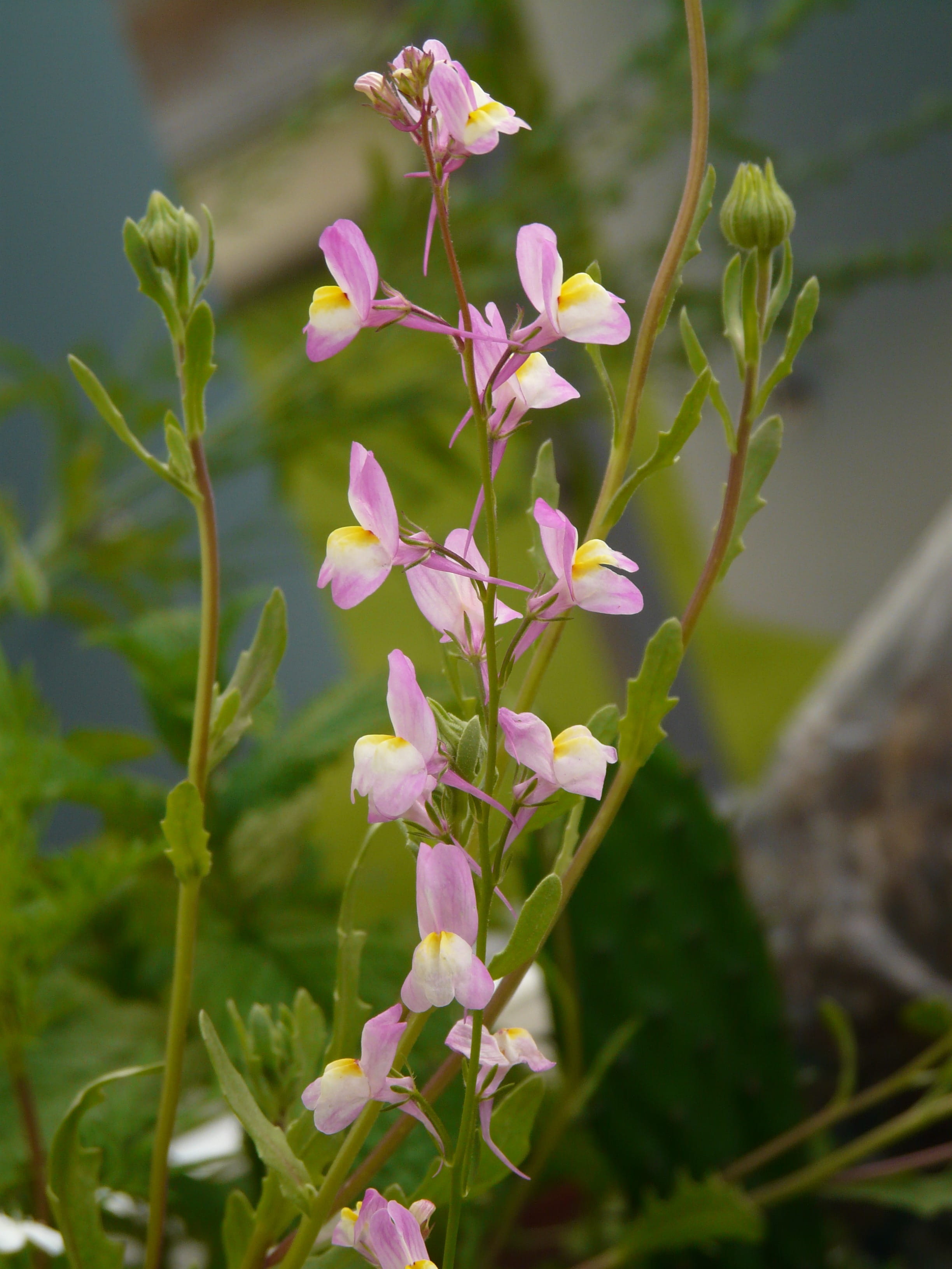 plant part, spur, white palate, linaria maroccana, fragility, morocco löwenmäulchen, pink, focus on foreground, moroccan toadflax, whitish, roadside toadflax, Phone HD Wallpaper