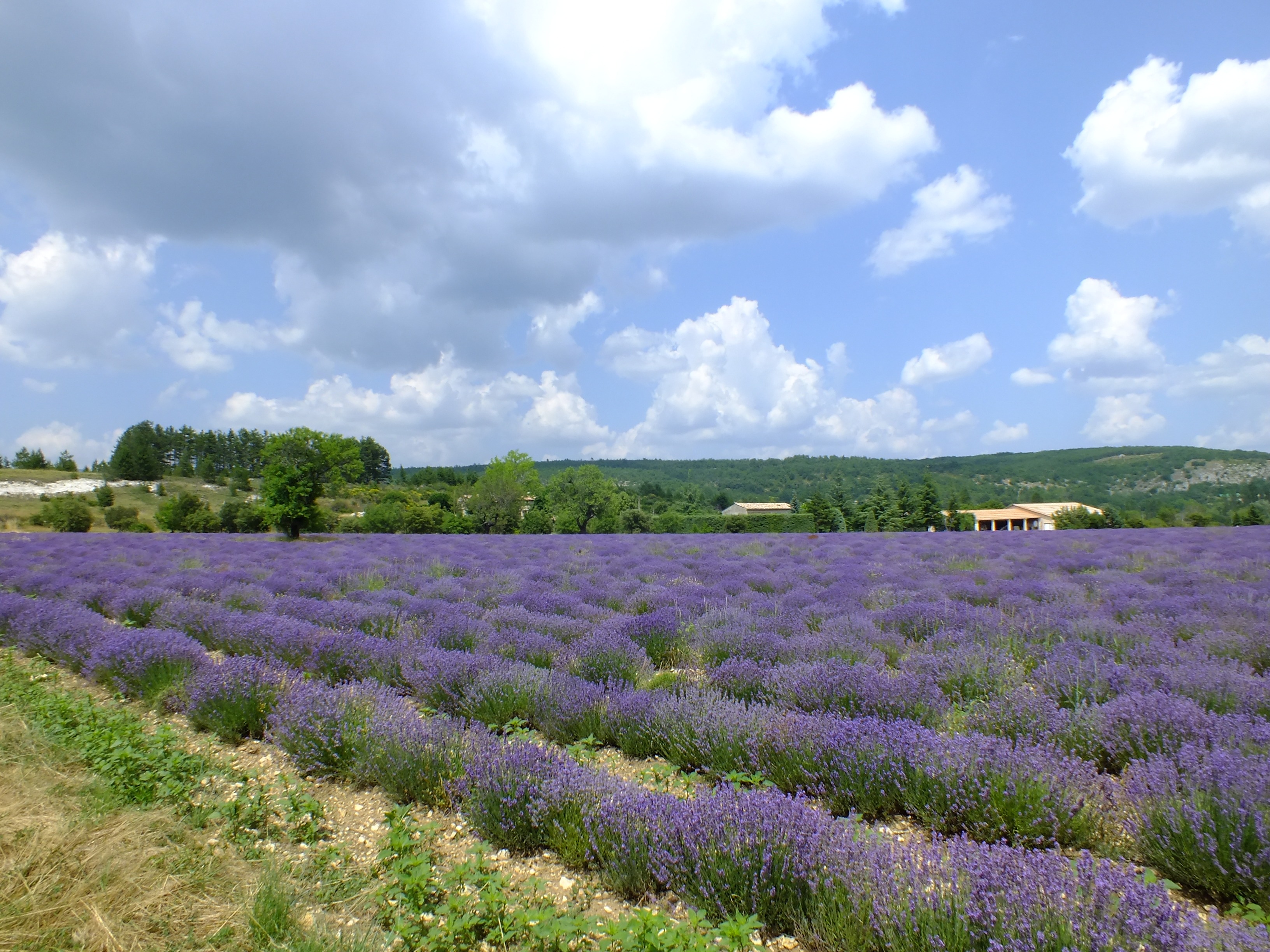 rural Scene, 2K, plant, blossoming, cloud - sky, agriculture, lavender flowers, farm, true lavender, flowering plant, france, beauty in nature, outdoors, HD Wallpaper