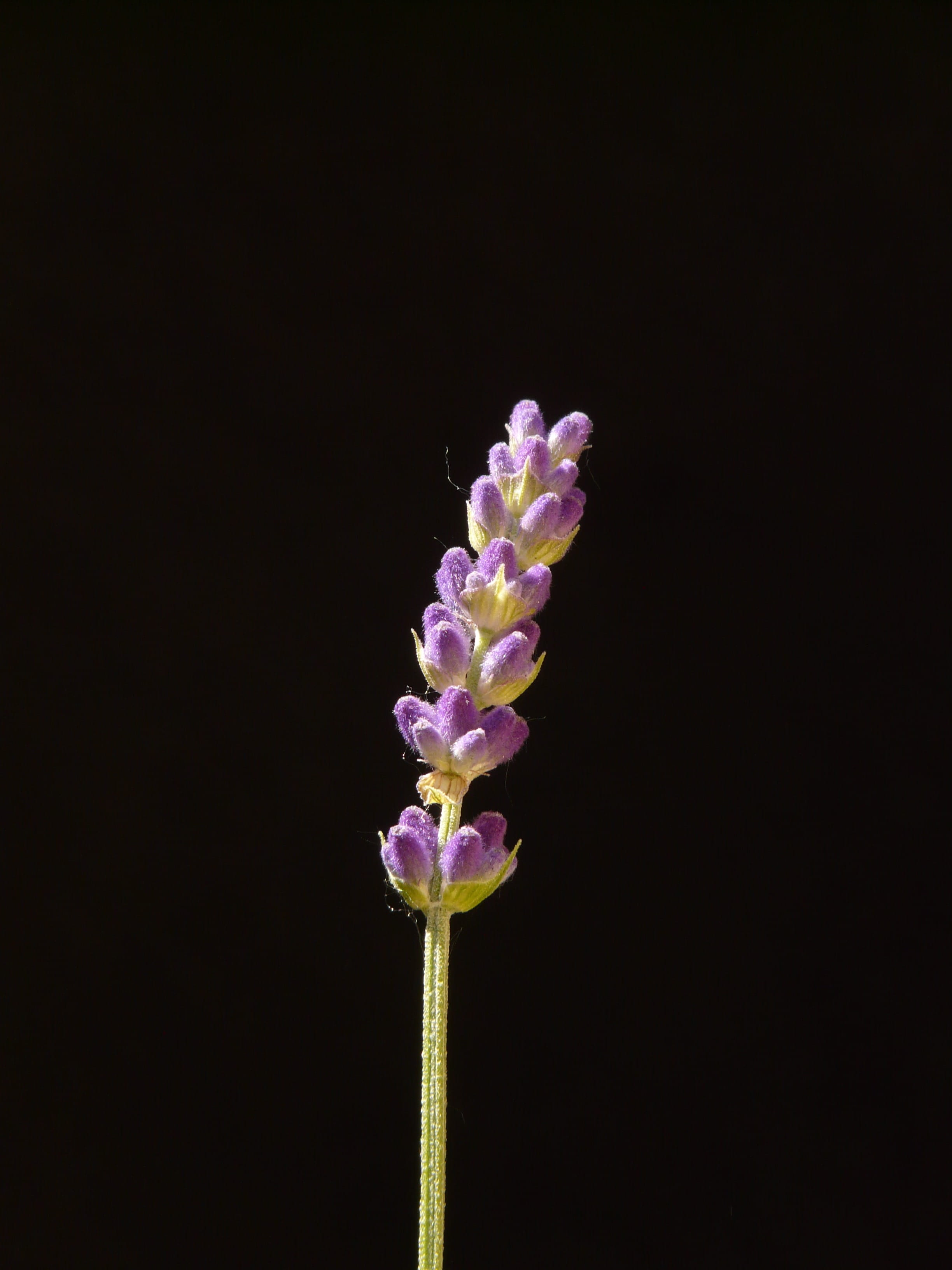indoors, inflorescence, Lavender, plant, pink color, True, aromatic, flowering plant, nature, studio shot, flower, bush, bloom, no people, fragility, vulnerability, Phone HD Wallpaper