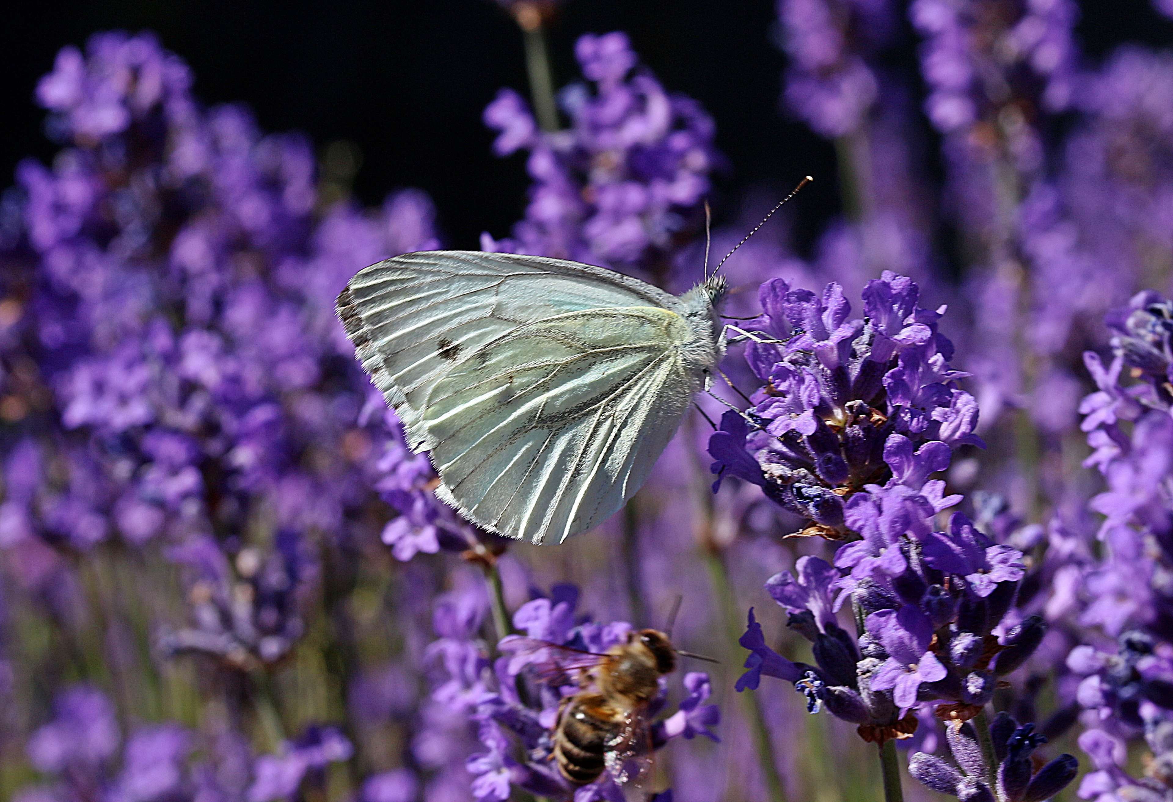 invertebrate, animal themes, scented plant, lavandula vera, animals in the wild, one animal, medicinal plant, insect, vulnerability, butterfly, lavender, HD Wallpaper
