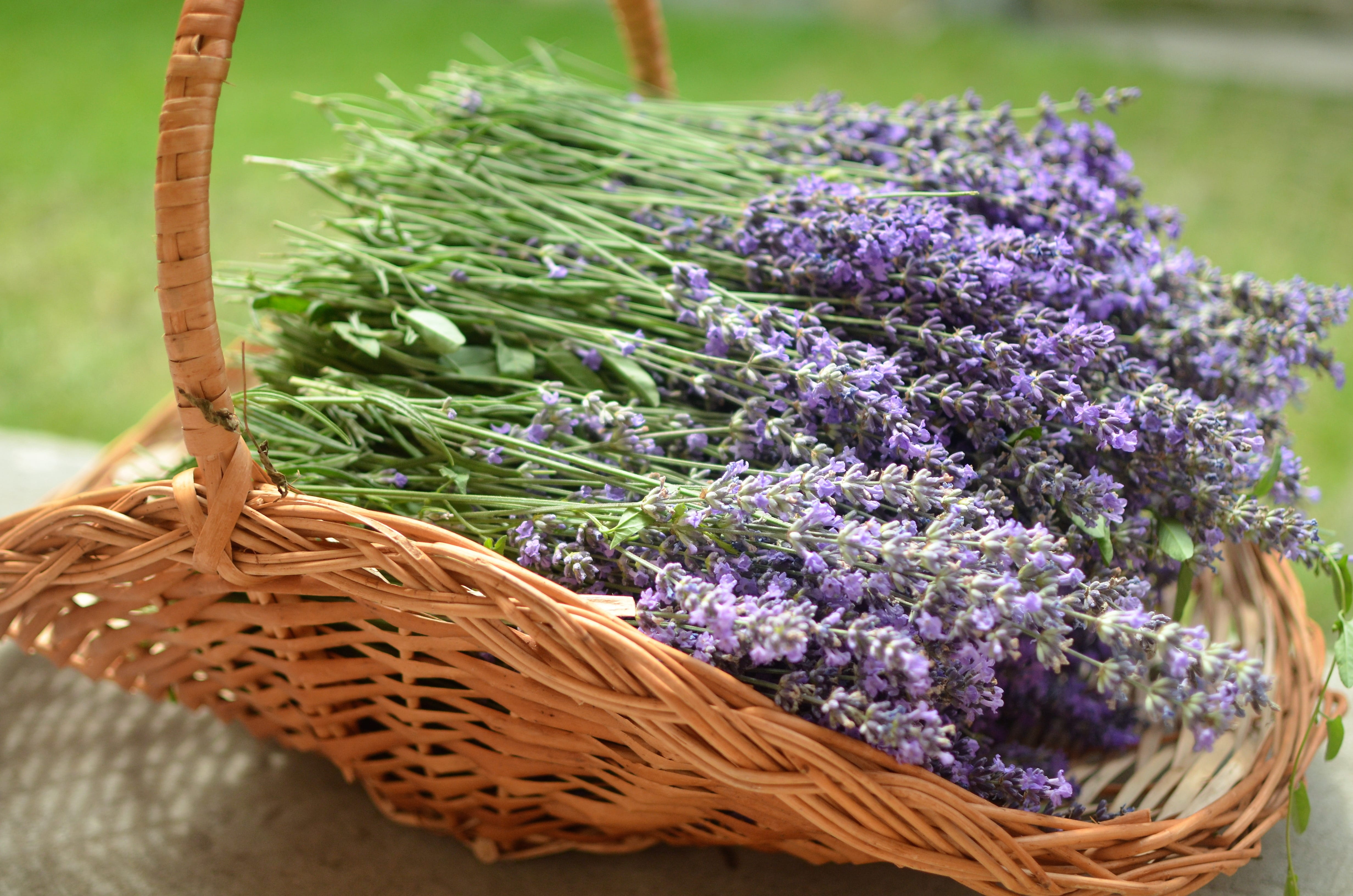 plant, lavandoviy, basket, flower, aromatherapy, bee, nature, container, beauty in nature, flowers, healthy eating, bunch of flowers, food, flowering plant, HD Wallpaper