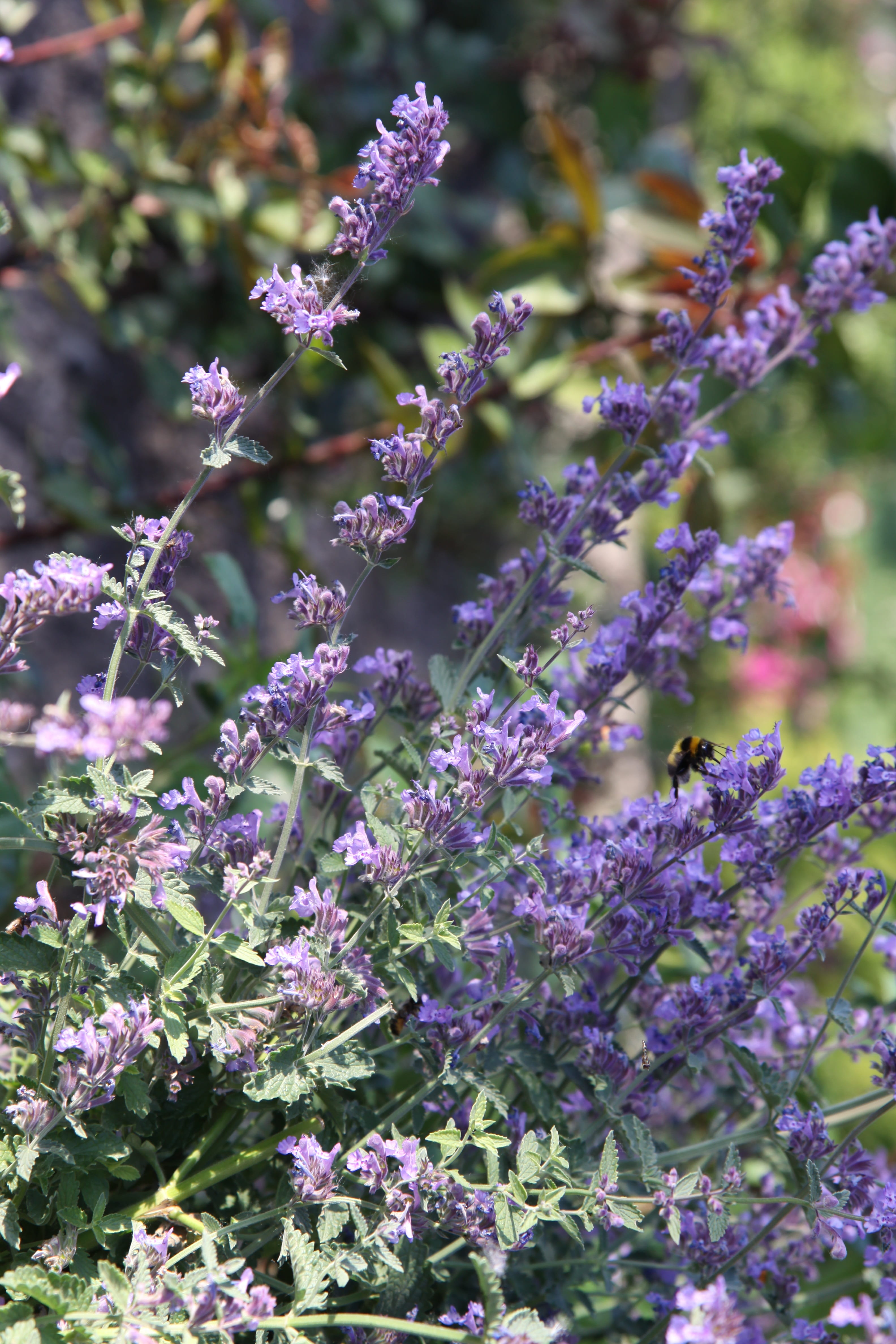 Catnip, inflorescence, flowering plant, fragility, petal, outdoors, flower head, vulnerability, purple, nature, selective focus, lavender colored, Hummel, Phone HD Wallpaper