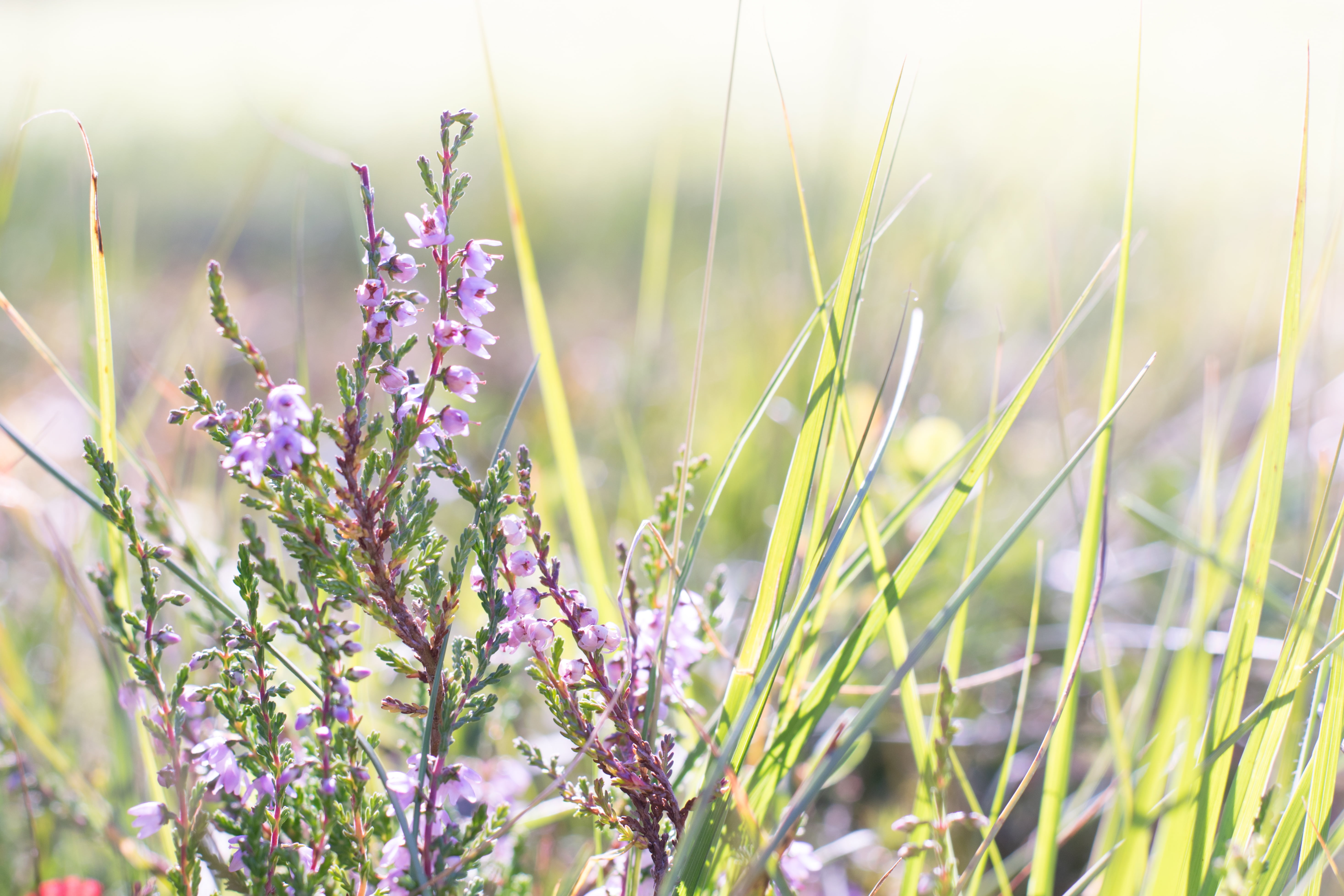 vegetation, pastel, meadow, grasses, purple, herb, flora, shot, forest grass, grass, aromatherapy, freshness, close-up, sunlight, ericaceae, therapy, springtime, HD Wallpaper
