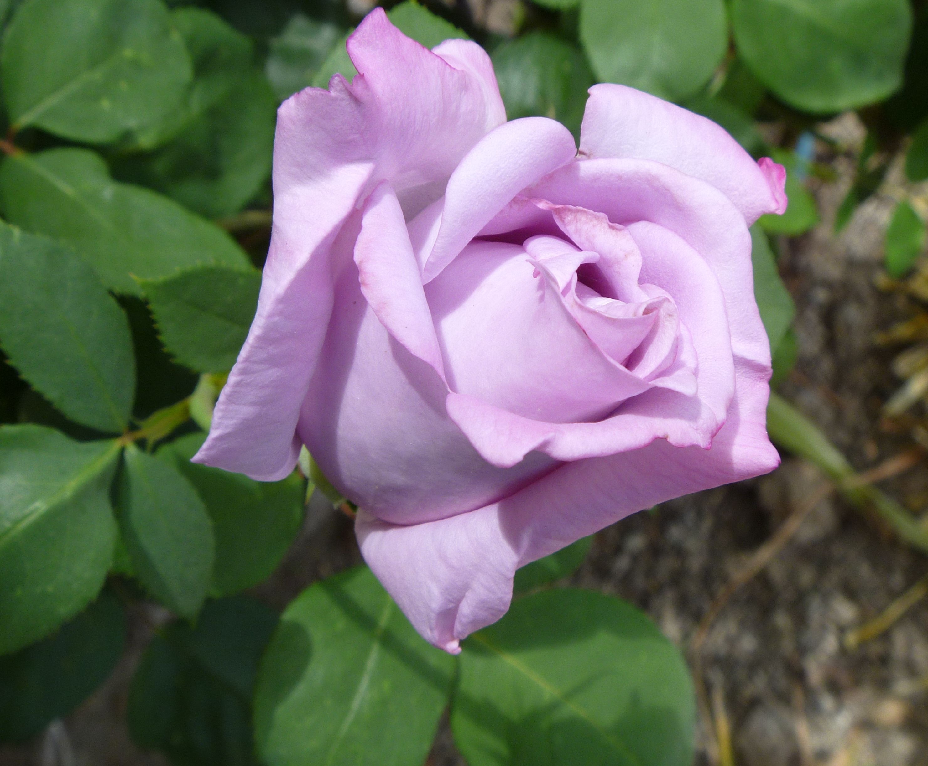 freshness, plant part, floral, blossom, plant, rose bud, vulnerability, nature, fragility, growth, petal, no people, purple, inflorescence, rose - flower, HD Wallpaper