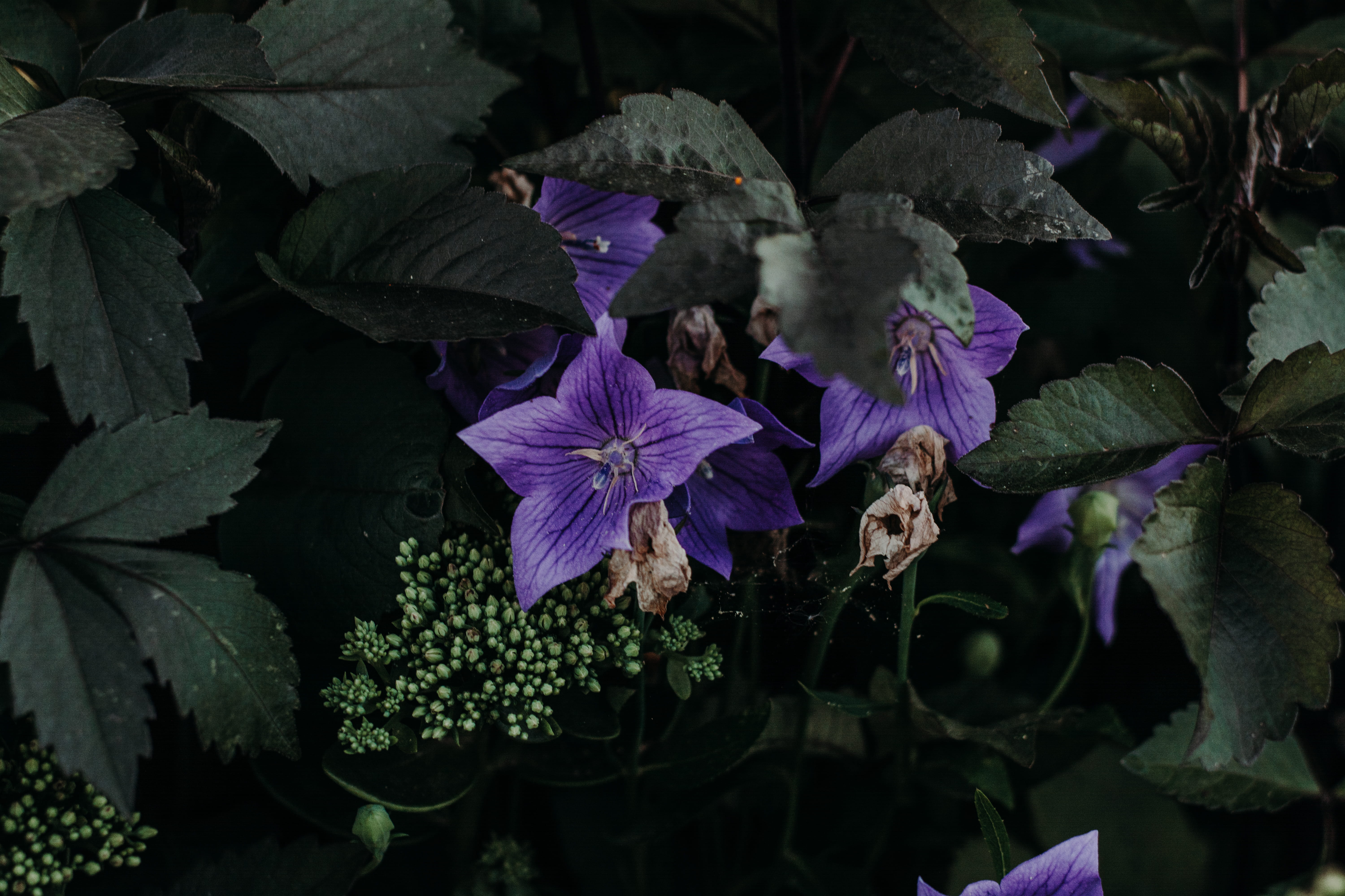 garden, flowering plant, no people, inflorescence, purple flowers, botanical, outdoors, color, lavender, petal, nature, perennial, leaf, bright, beauty in nature, HD Wallpaper