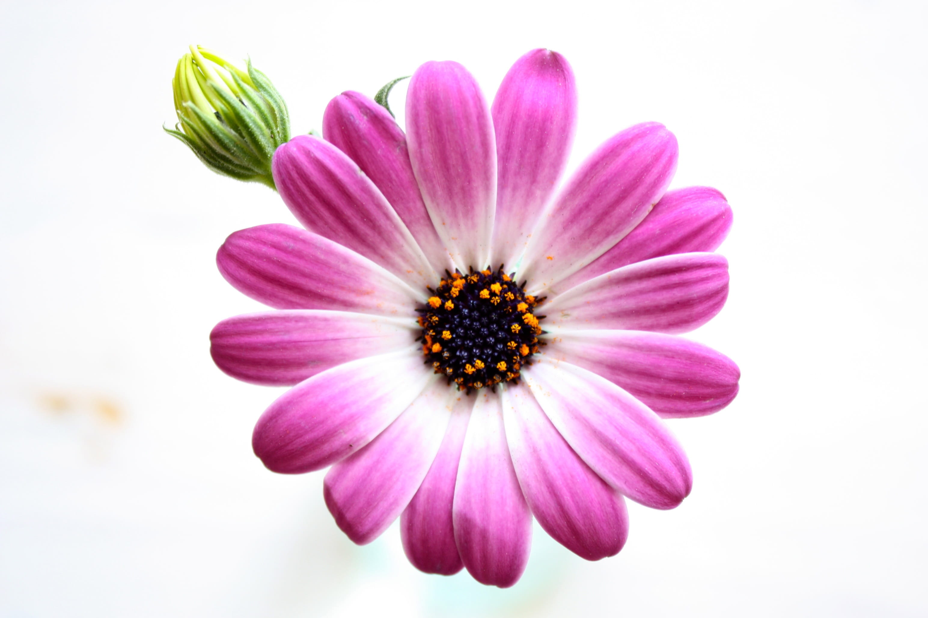 petal, Nature, close-up, sun, white, garden, pink Color, spring, plant, vulnerability, Blossom, close up summer garden, springtime, fragility, no people, HD Wallpaper