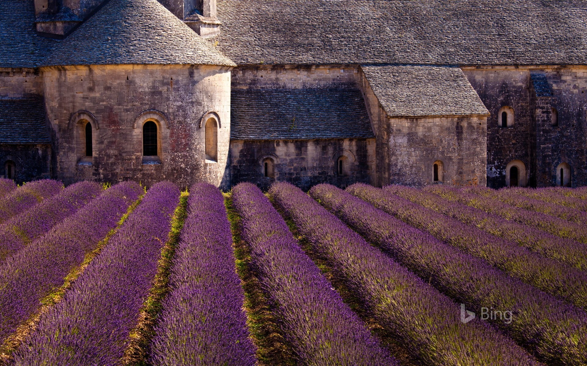 lavender, no people, france, architecture, growth, bing, rural scene, nature, day, flowering plant, purple, plant, flower, 1080P, building exterior, building, HD Wallpaper