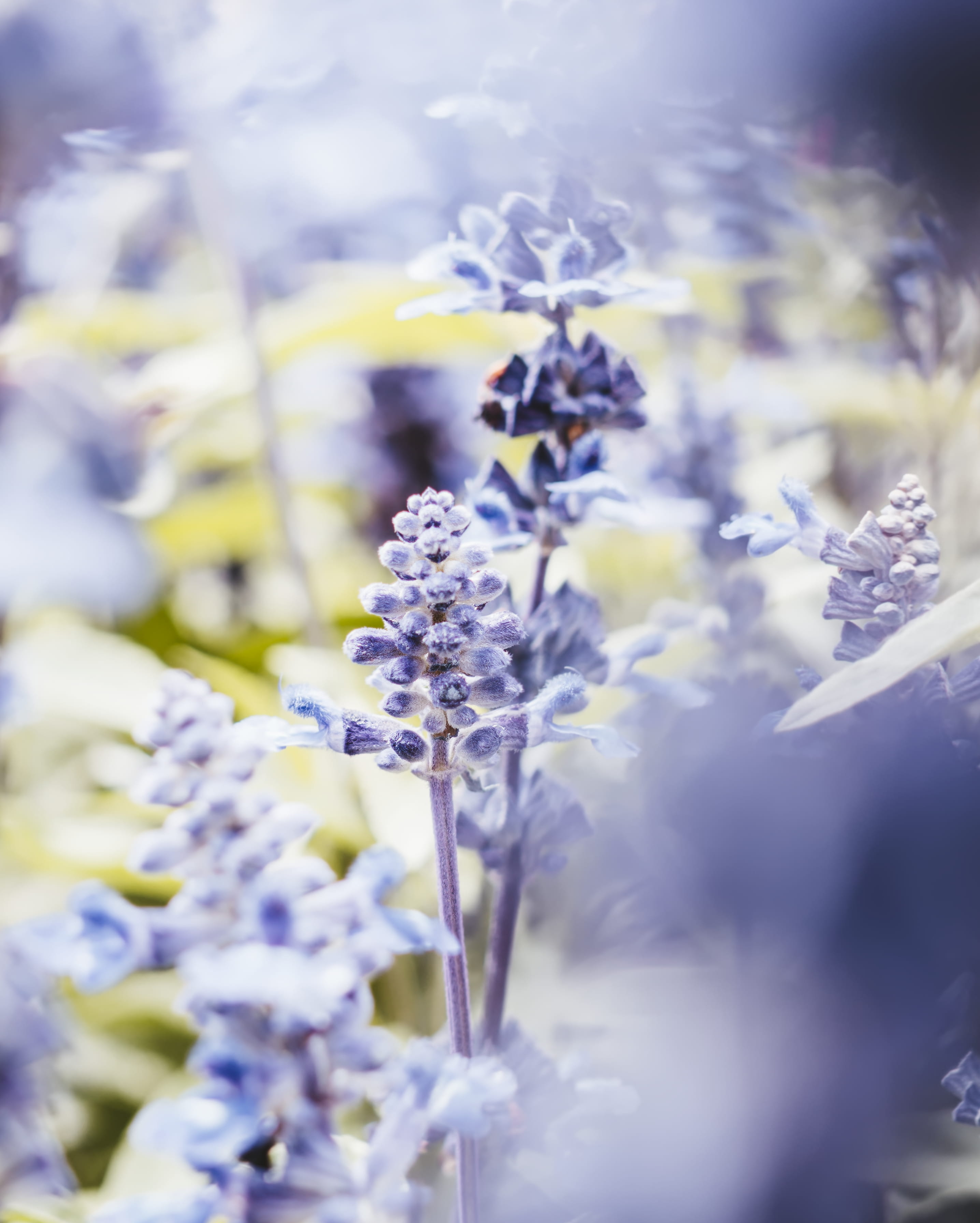 freshness, beautiful, blur, beauty in nature, focus, blooming, photography, 2K, plant, plants, close, close-up, purple, flowering plant, depth of field, Phone HD Wallpaper