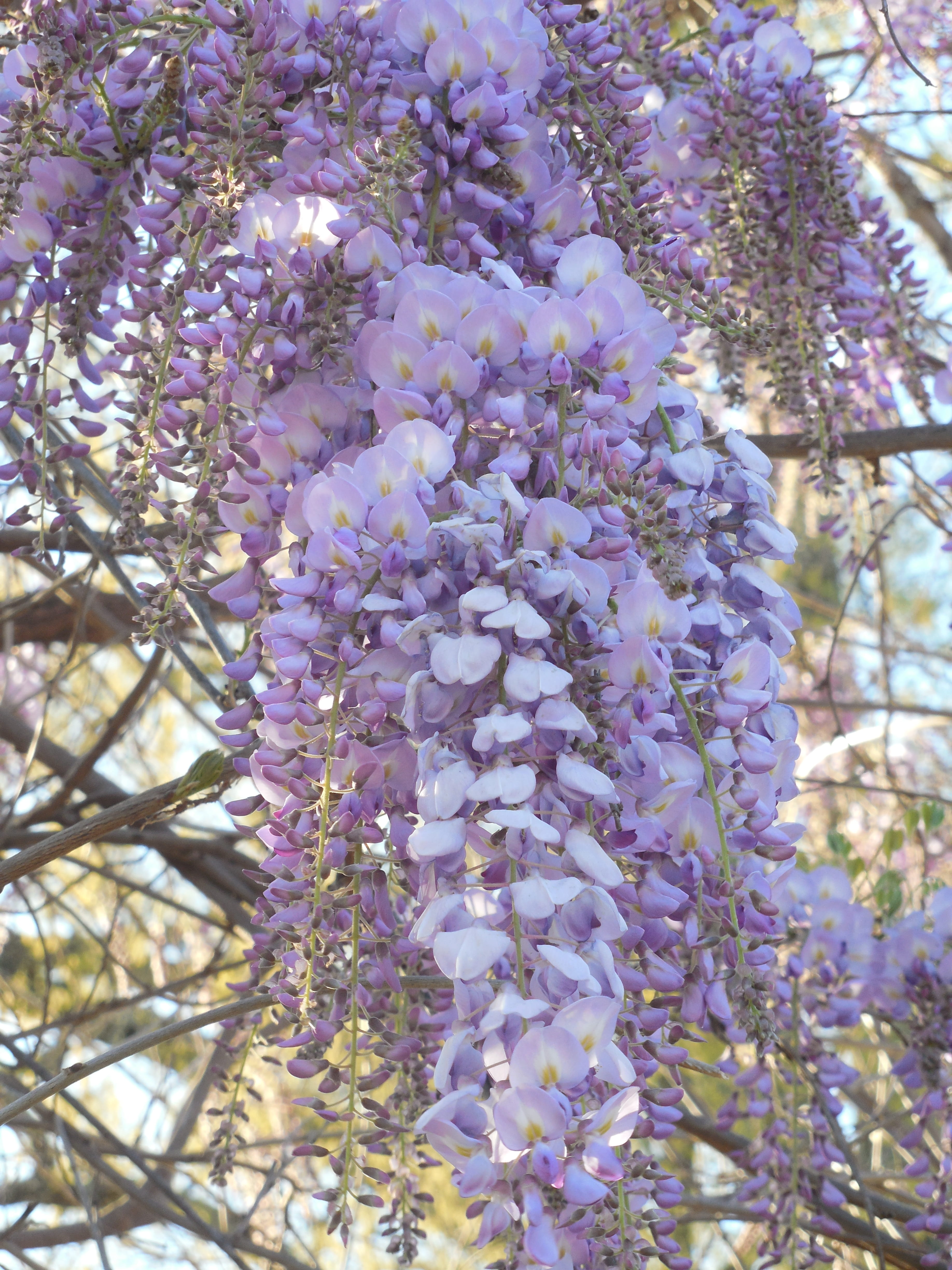 tree, blooming, freshness, botany, cluster, purple, leaf, Purple, branch, 4K, garden, fragility, Bloom, day, color, close-up, growth, scented, beauty in nature, Phone HD Wallpaper