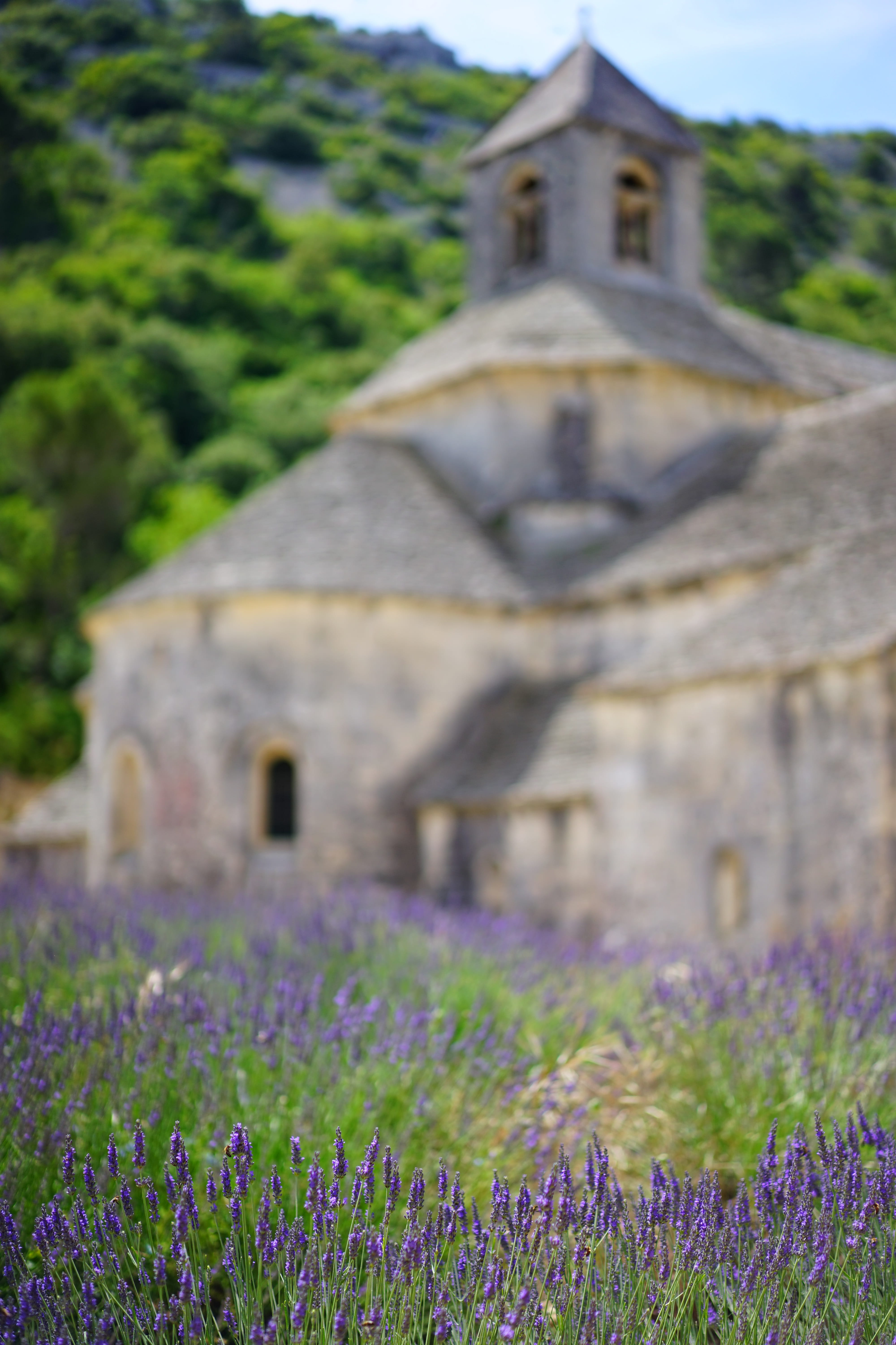 built structure, abbey, botany, aroma, narrow leaf lavender, flowers, cistercian monks, vaucluse, decorative, flower meadow, lavendula, lavender cultivation, Phone HD Wallpaper