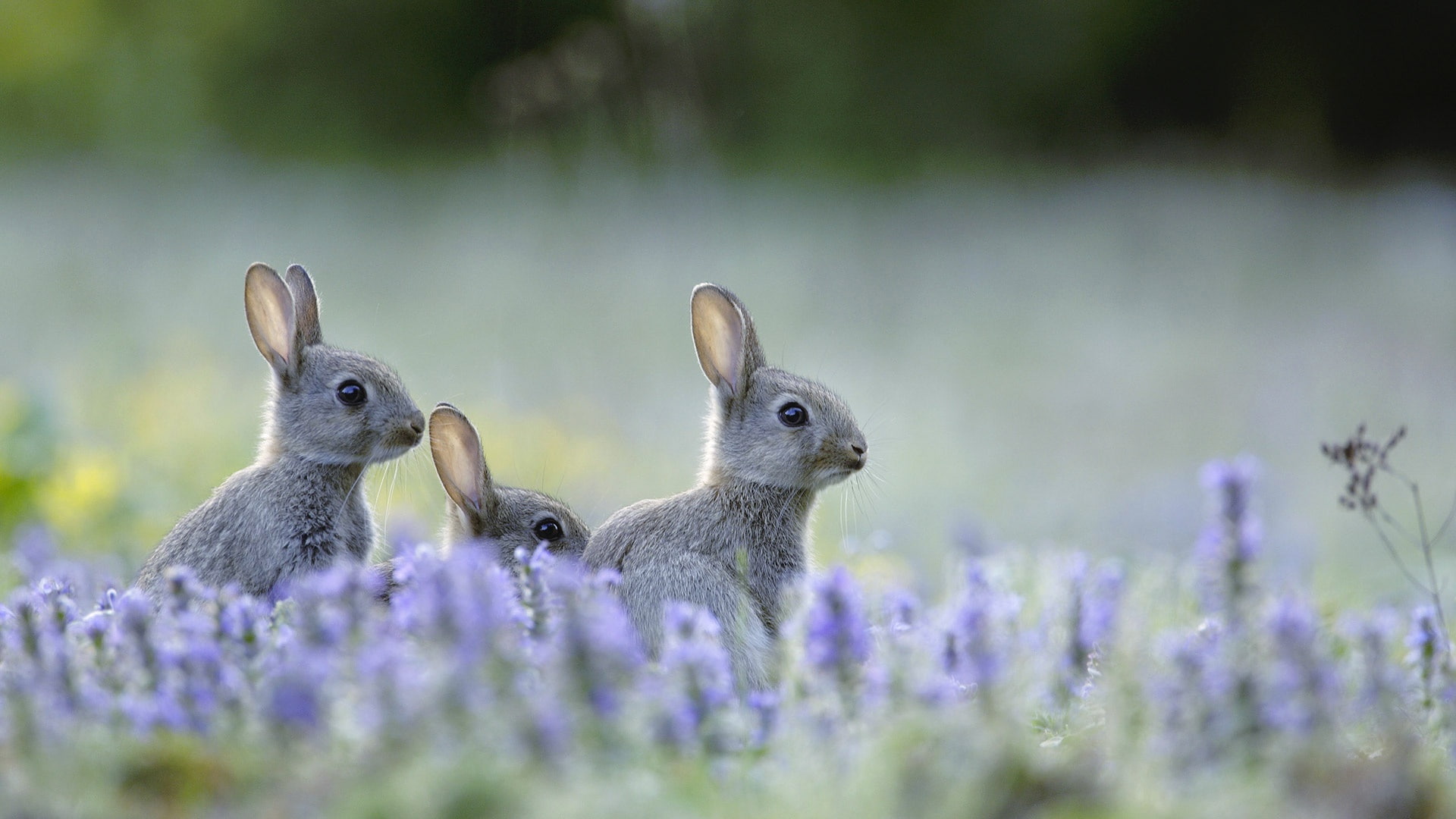 wild rabbit, lavender, meadow, 1080P, flowers, field, a harbinger of Easter, HD Wallpaper