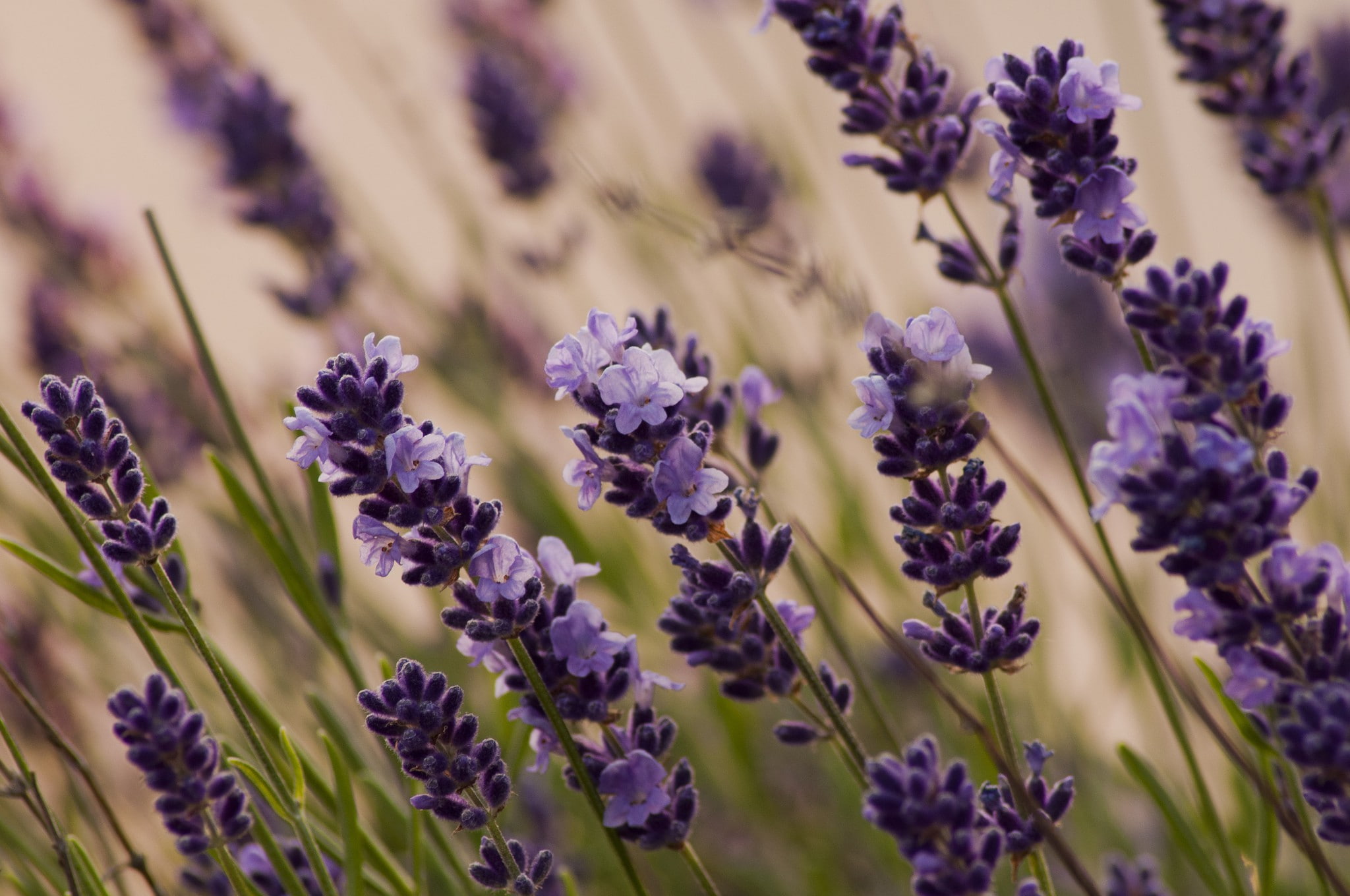 meadow, flowers, 1080P, Macro, lavender, HD Wallpaper