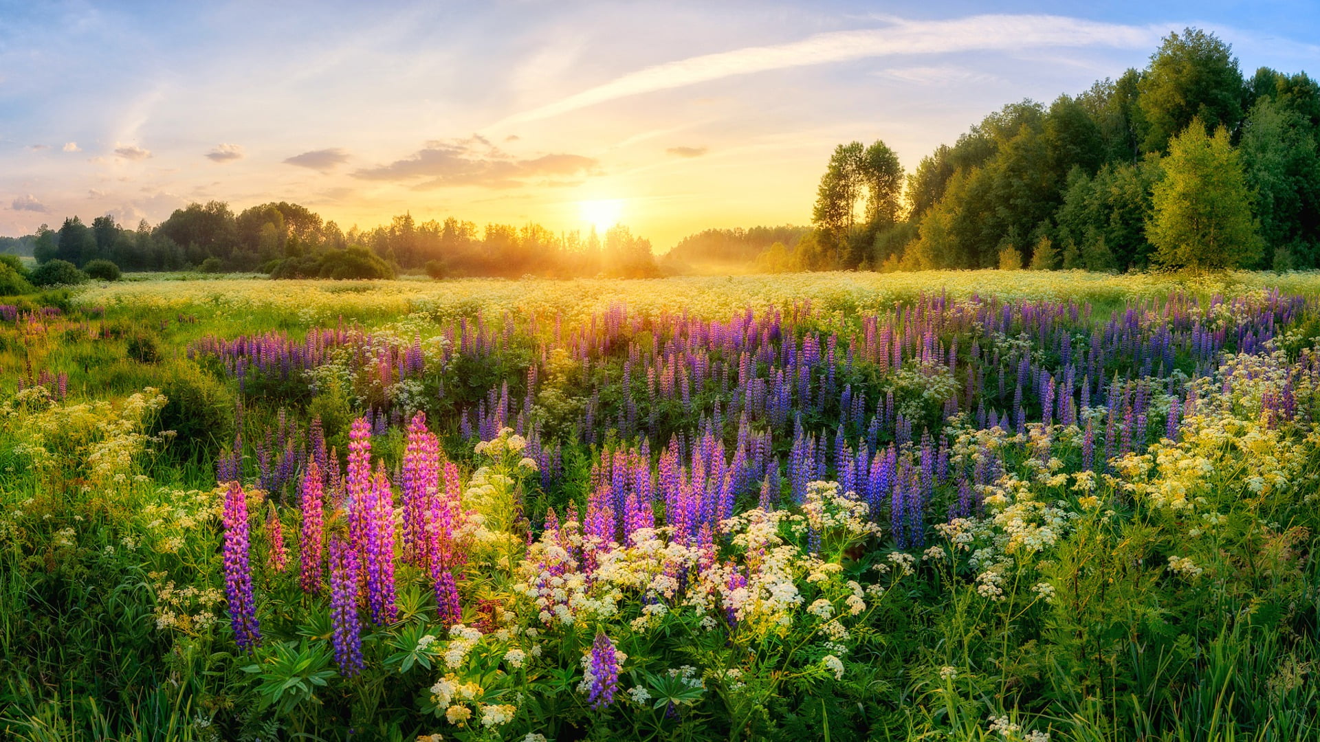growth, flower, landscape, summer, grass, outdoors, lavender, mountain, environment, flower Head, scenics - nature, tranquil Scene, colors, multi Colored, HD Wallpaper