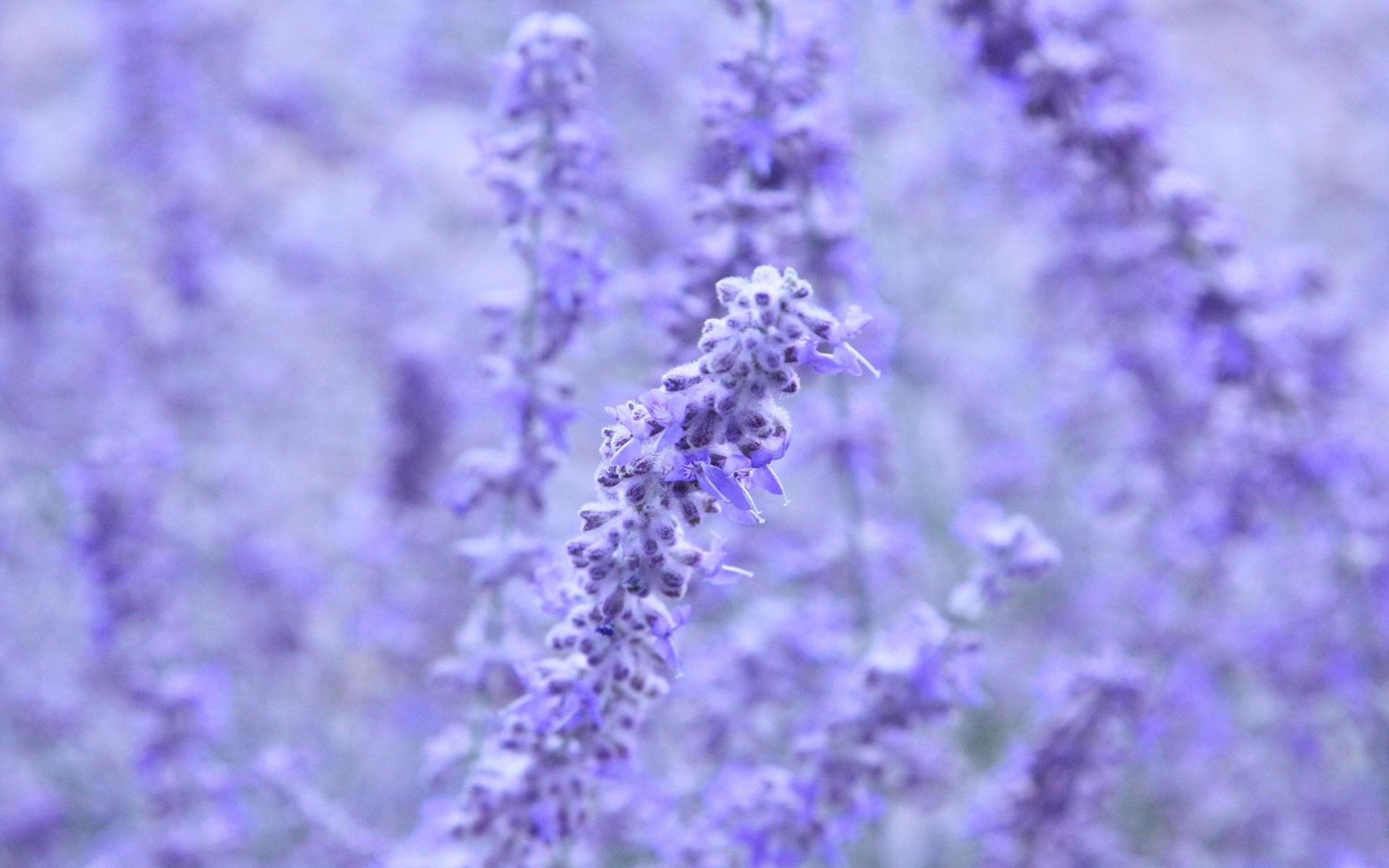 1080P, floral, meadow, nature, field, photography, flowers, 3d and abstract, pretty, lavender, HD Wallpaper