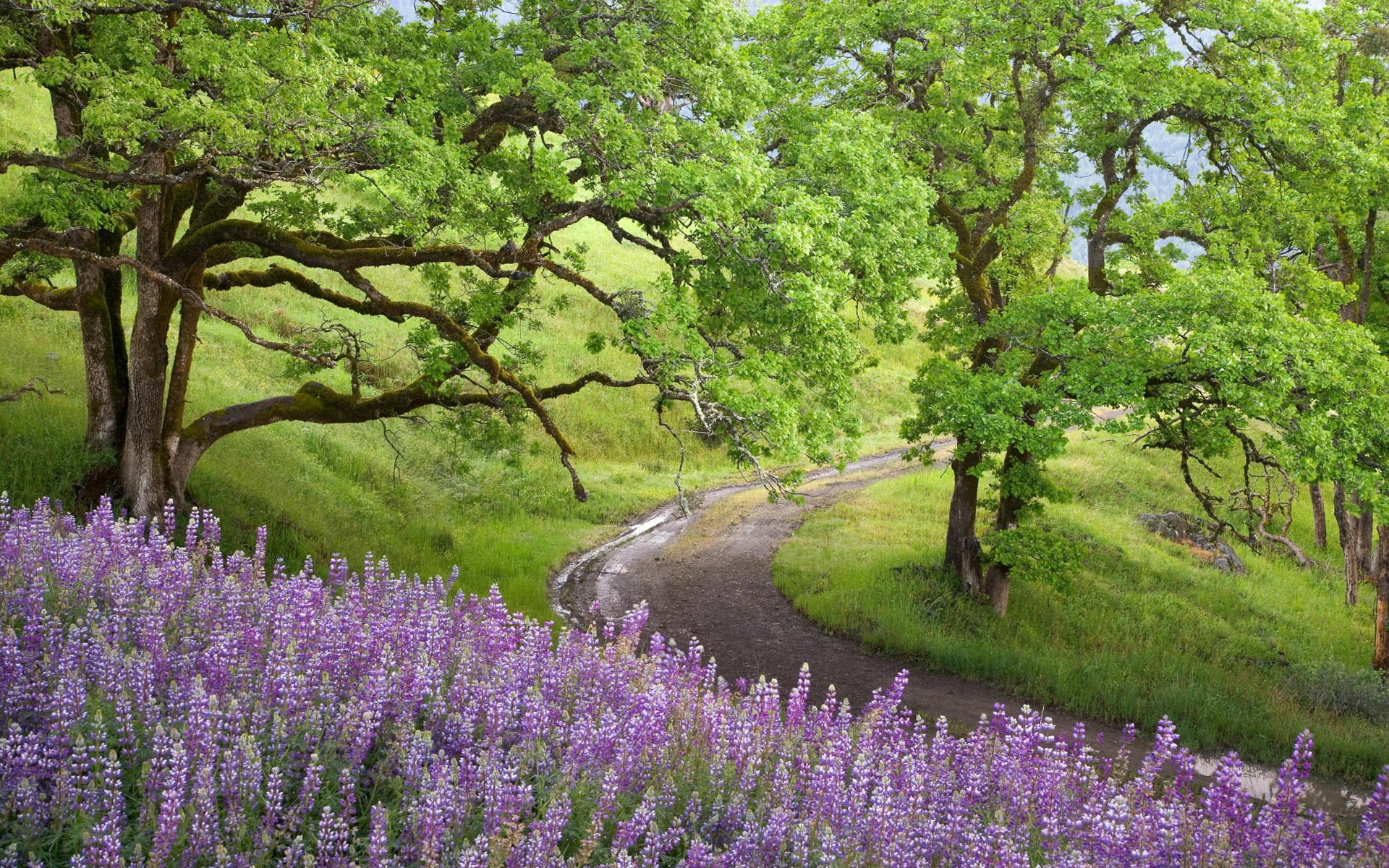 purple, field, beauty In Nature, pink Color, tranquil scene, multi Colored, 1080P, plant, tree, day, grass, no People, lavender, season, flowerbed, green Color, HD Wallpaper