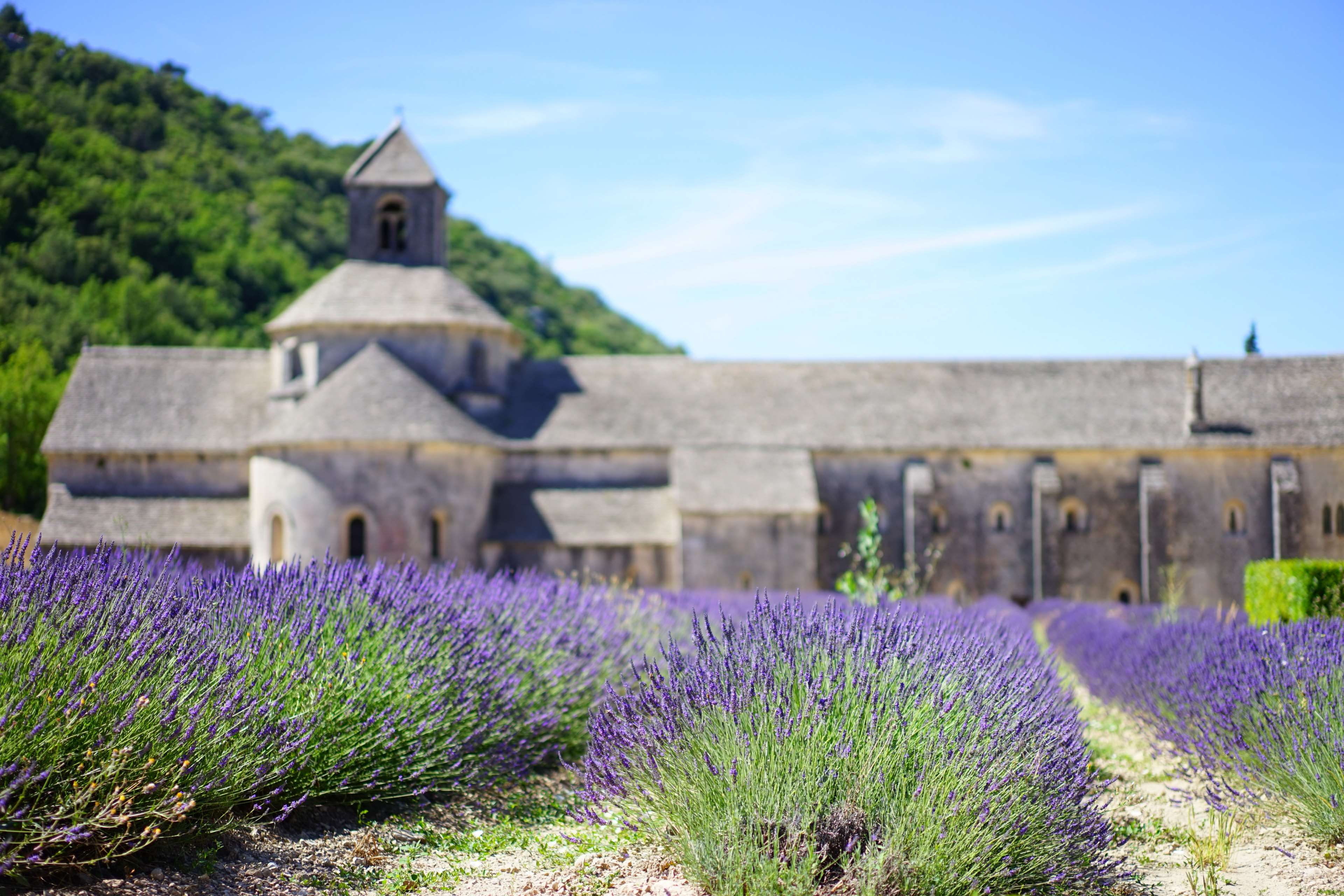 nature, built structure, crop, purple, beauty in nature, religion, aroma, blue, outdoors, flowering plant, agriculture, abbaye de snanque, depart, place of worship, HD Wallpaper
