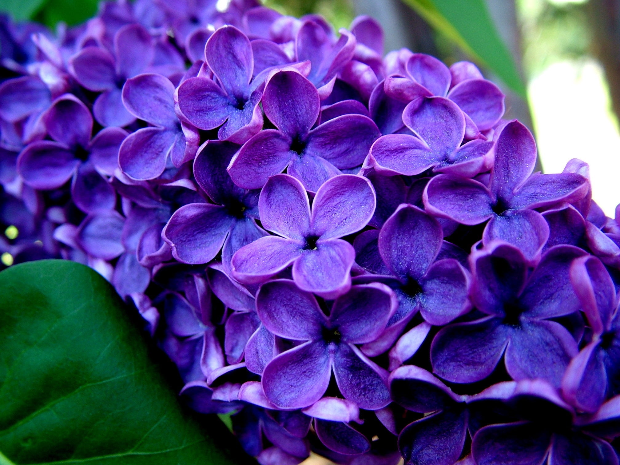 focus on foreground, green Color, purple, plant part, hydrangea, petal, flower, close-up, fragility, petaled, outdoors, freshness, springtime, vulnerability, HD Wallpaper
