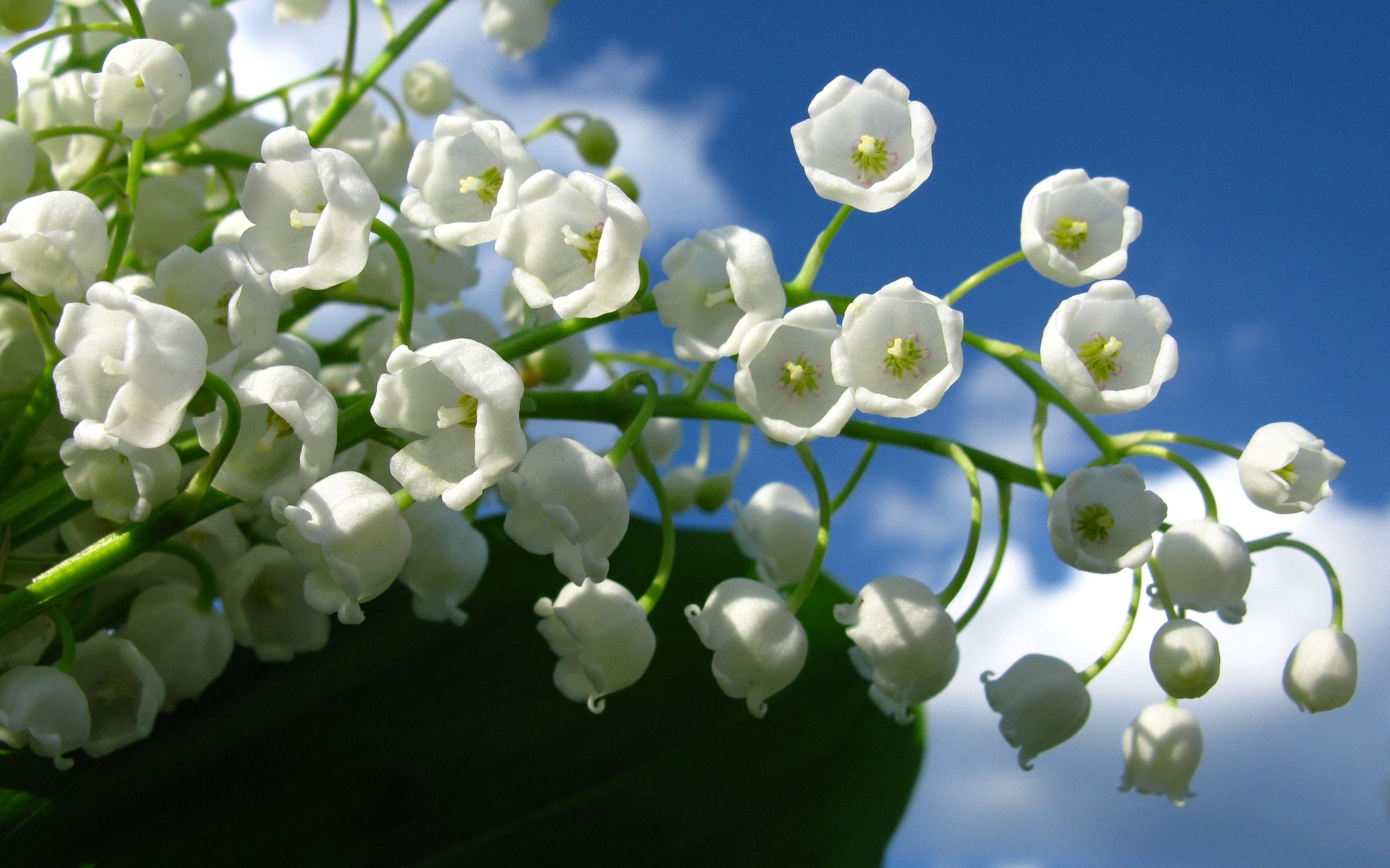 freshness, blossom, lilac, stem, flower Head, 2K, growth, petal, plant, season, fragility, sky, macro, plant part, botany, white color, flowers, day, nature, HD Wallpaper