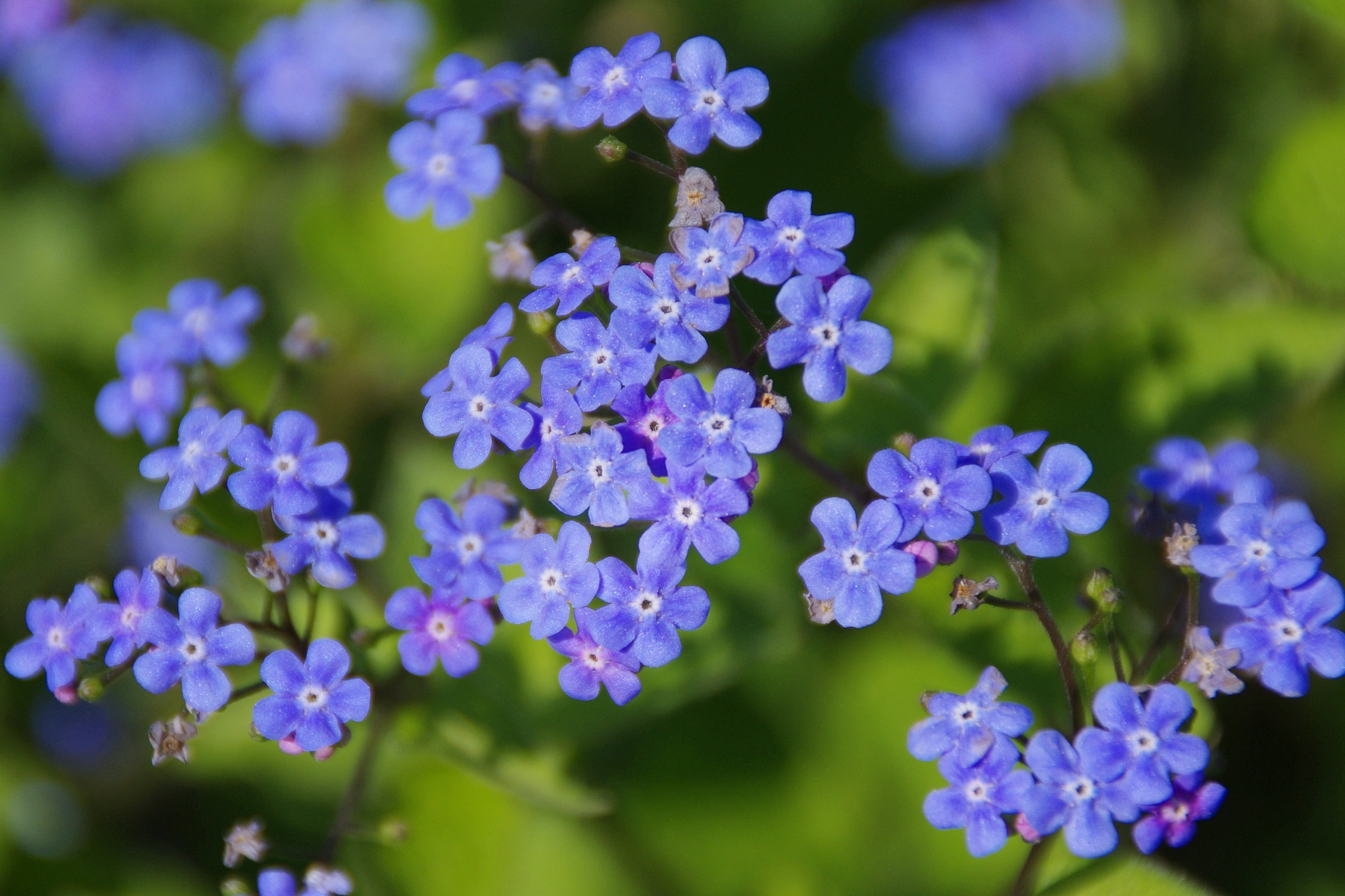 2K, flowering plant, beauty in nature, flower, freshness, focus on foreground, flowerbed, outdoors, forget me not, blossom, inflorescence, no people, springtime, HD Wallpaper