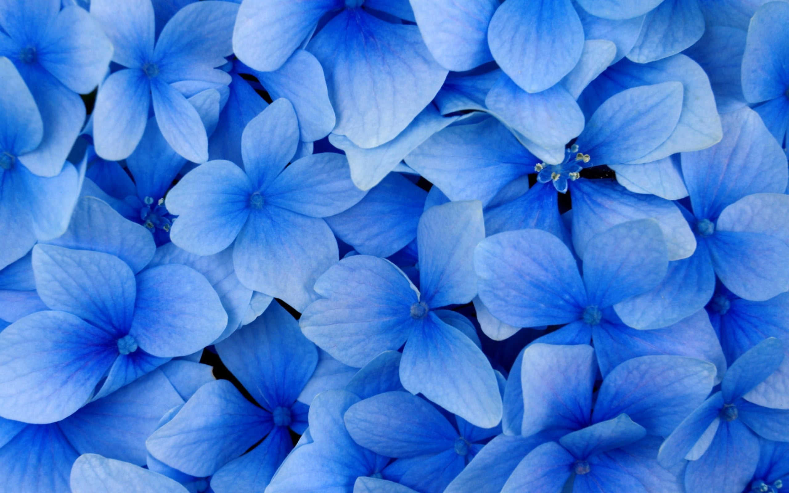 decoration, close-up, springtime, petal, flowering plant, flower, fragility, day, freshness, lilac, white, growth, no People, outdoors, 2K, botany, hydrangea, HD Wallpaper