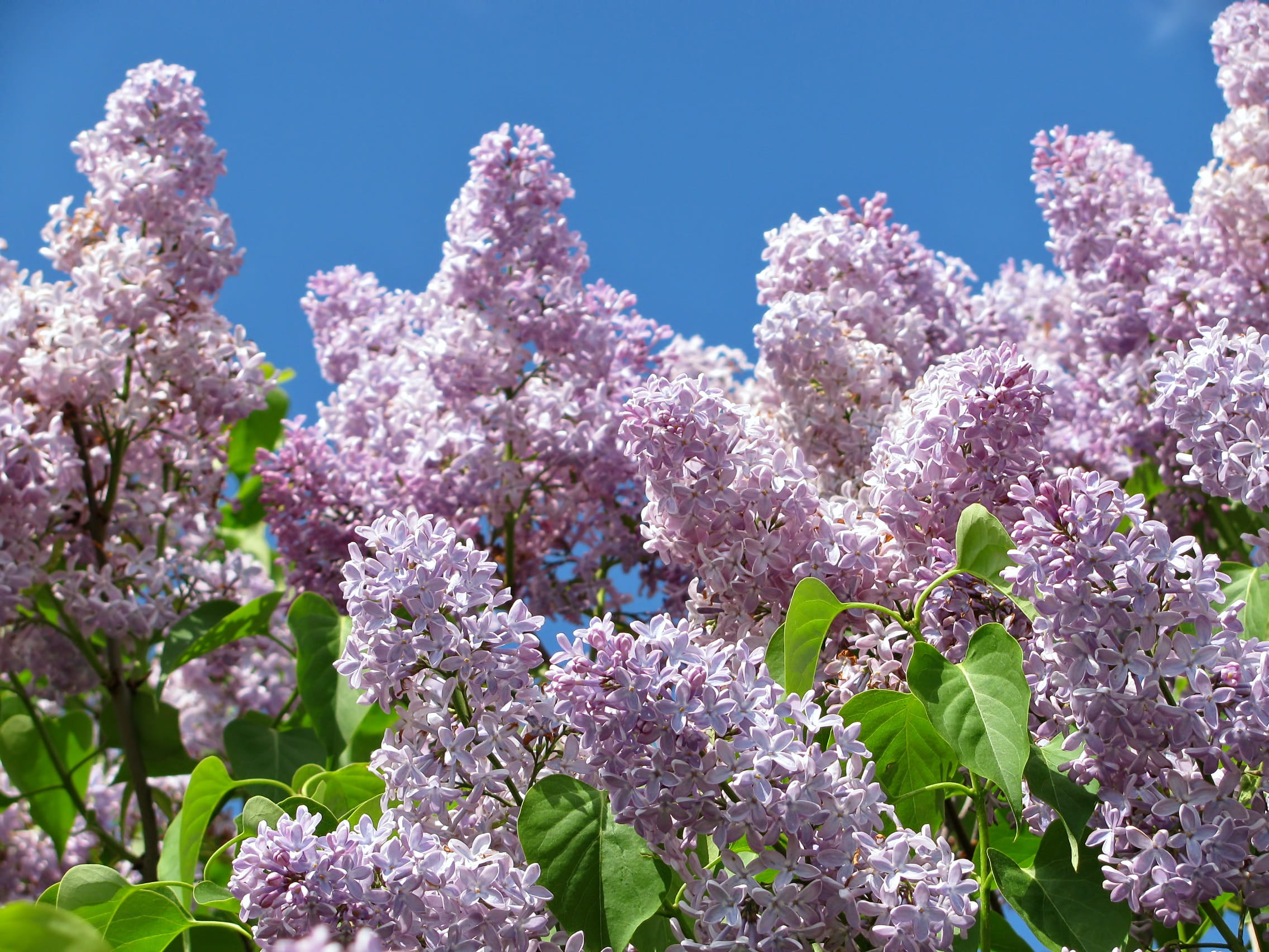 season, freshness, cherry blossom, no People, fresh, close-up, purple, Flower, spring, Colors, 1080P, bush, leaf, photo, plant, flowers, blue, green, common lilac, HD Wallpaper