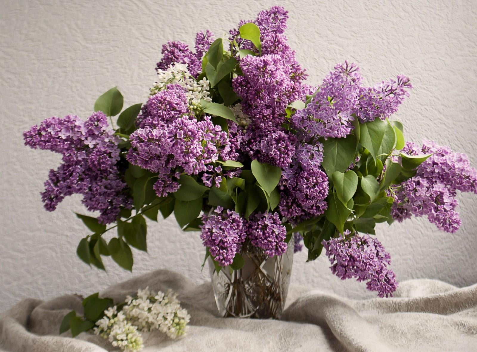 flower arrangement, white, spring, close-up, botany, leaf, springtime, lilac, freshness, bunch of flowers, mood, beauty In Nature, green Color, elegance, HD Wallpaper