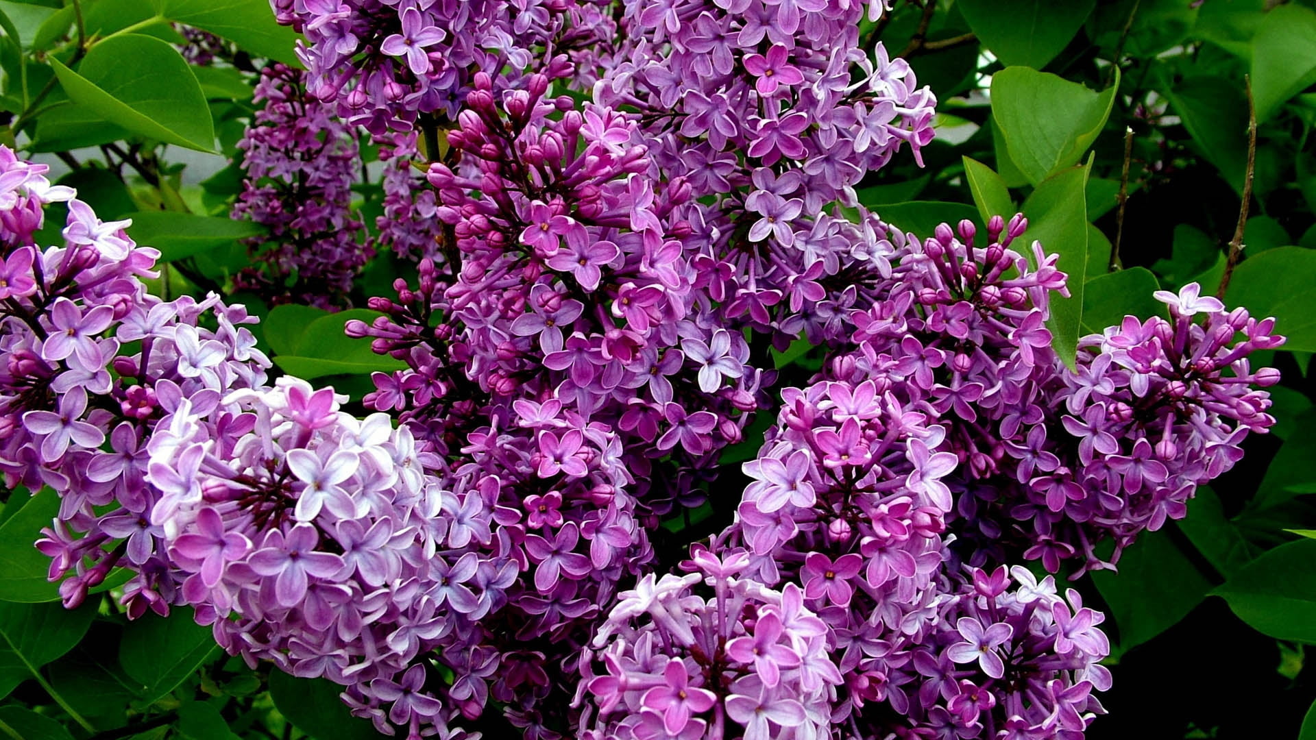leaf, green Color, botany, flowering plant, formal Garden, flowers, season, vulnerability, summer, multi Colored, tree, blossoming, freshness, petals, 1080P, HD Wallpaper