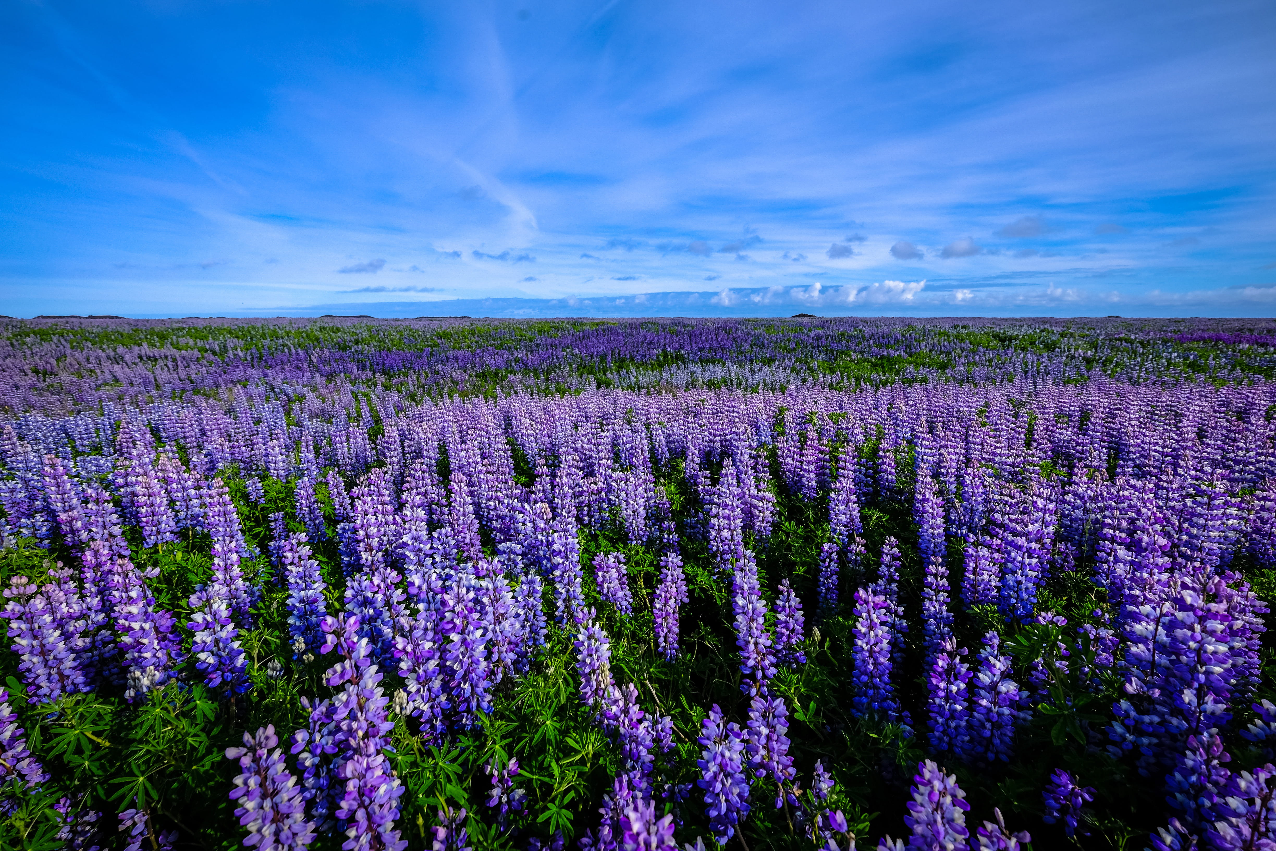green Color, scenics - nature, no People, multi Colored, flowerbed, cloud - sky, beauty In Nature, flower Head, Field, public domain, agriculture, land, HD Wallpaper