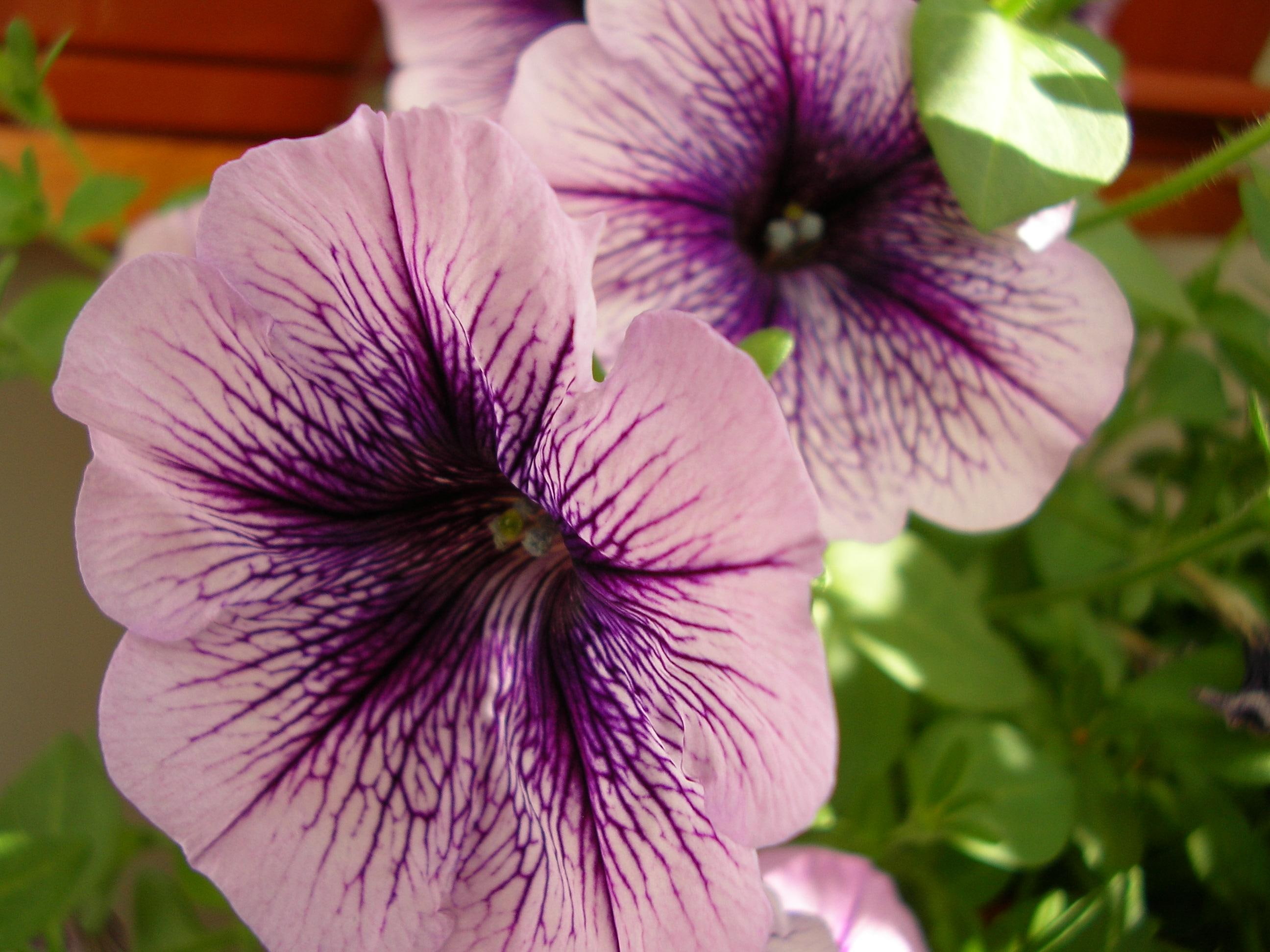 2K, mov, petunia, floare, verde, HD Wallpaper