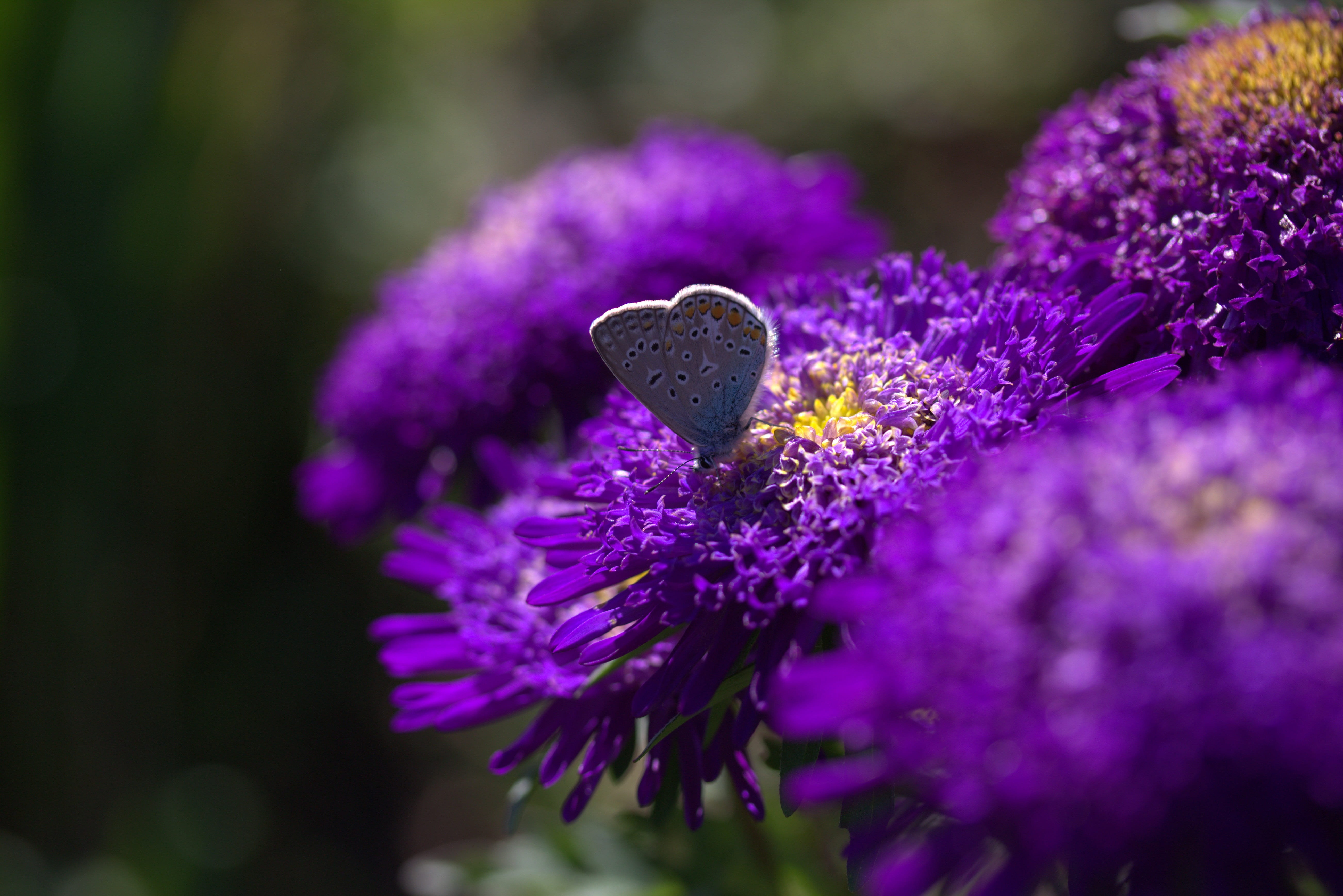rest, flower head, butterfly, day, nature, beauty in nature, flowering plant, selective focus, growth, outdoors, petal, plant, wings, fragility, ornamental garden, HD Wallpaper