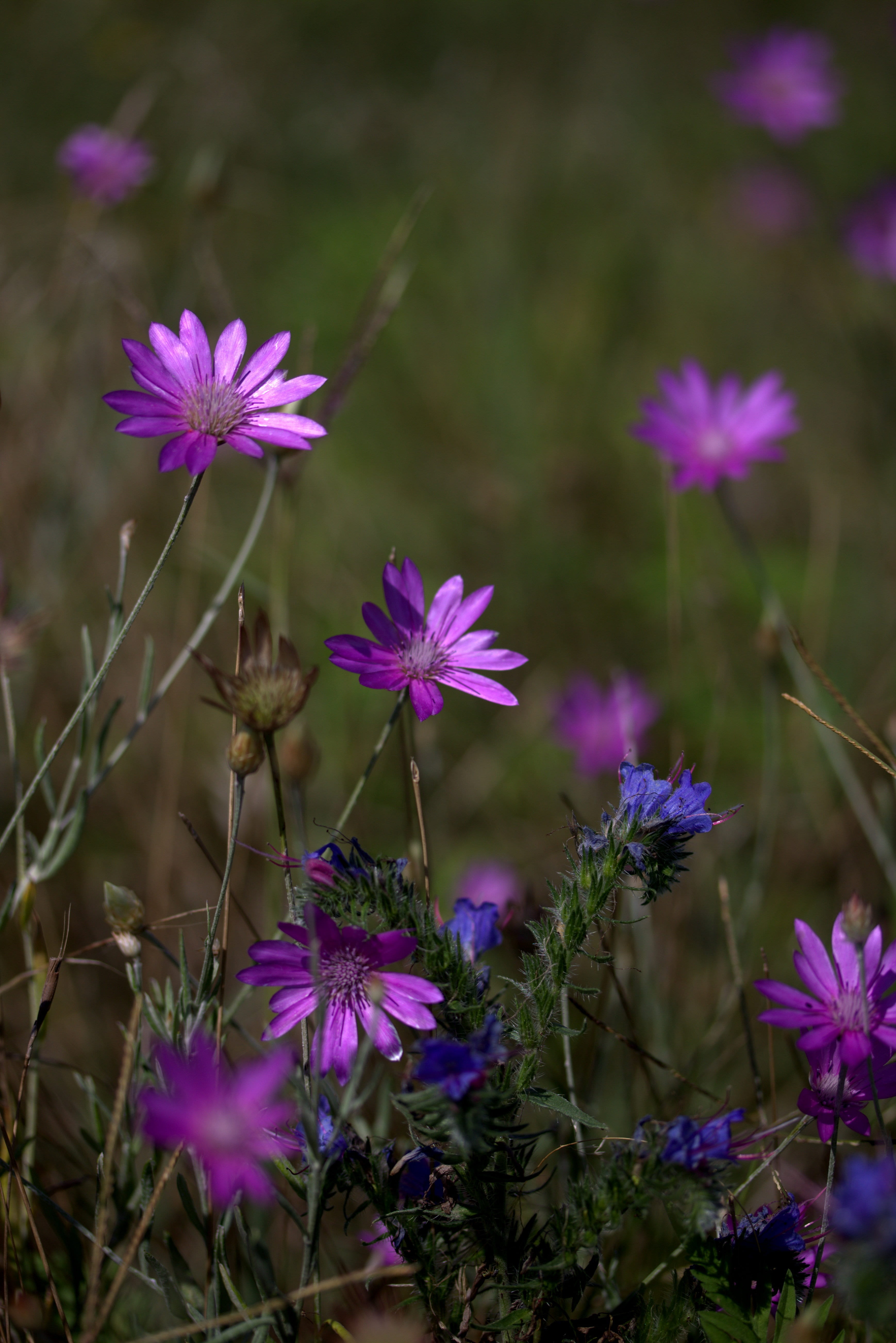 flower head, purple, nature, mov, growth, camp, inflorescence, freshness, selective focus, fragility, field, 5K, petal, focus on foreground, land, plant, Phone HD Wallpaper
