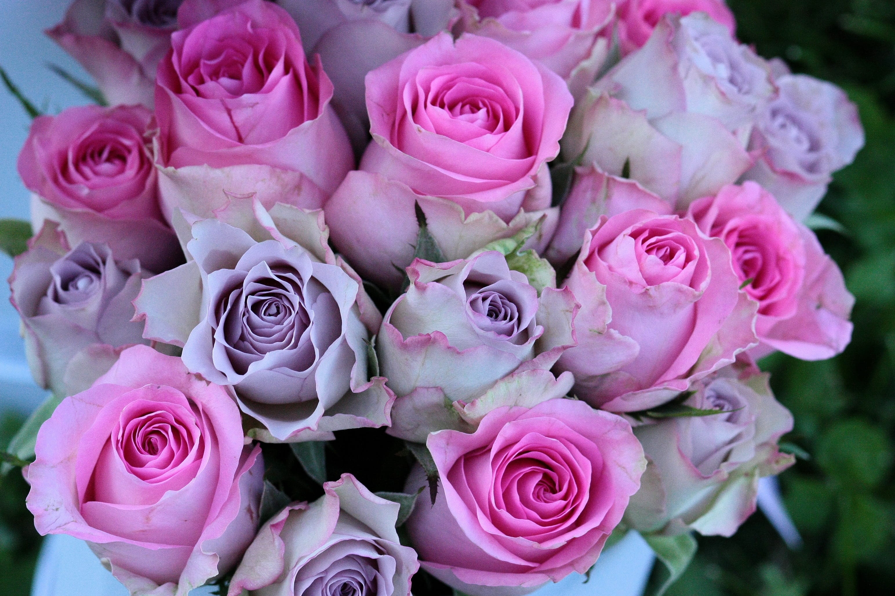 close-up, beauty in nature, outdoors, inflorescence, flowers, freshness, petal, floral pattern, plant, purple, mov, flower, rose, vulnerability, roses, HD Wallpaper