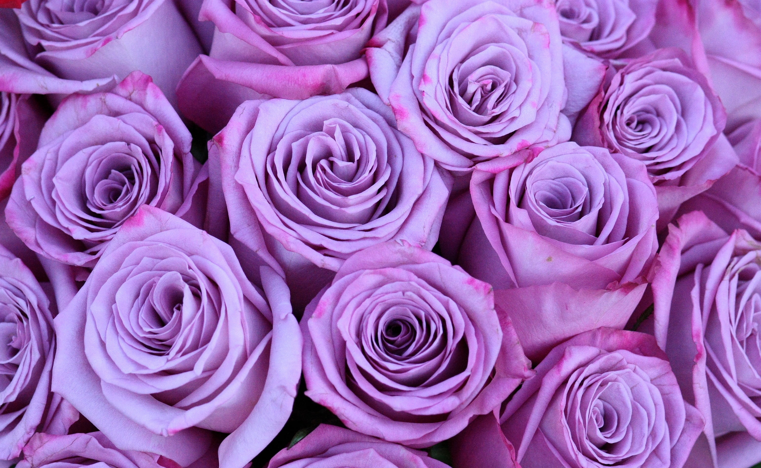 nature, high angle view, backgrounds, pink, photo, flower arrangement, purple, flowering plant, flower, close-up, inflorescence, roses, beauty in nature, HD Wallpaper