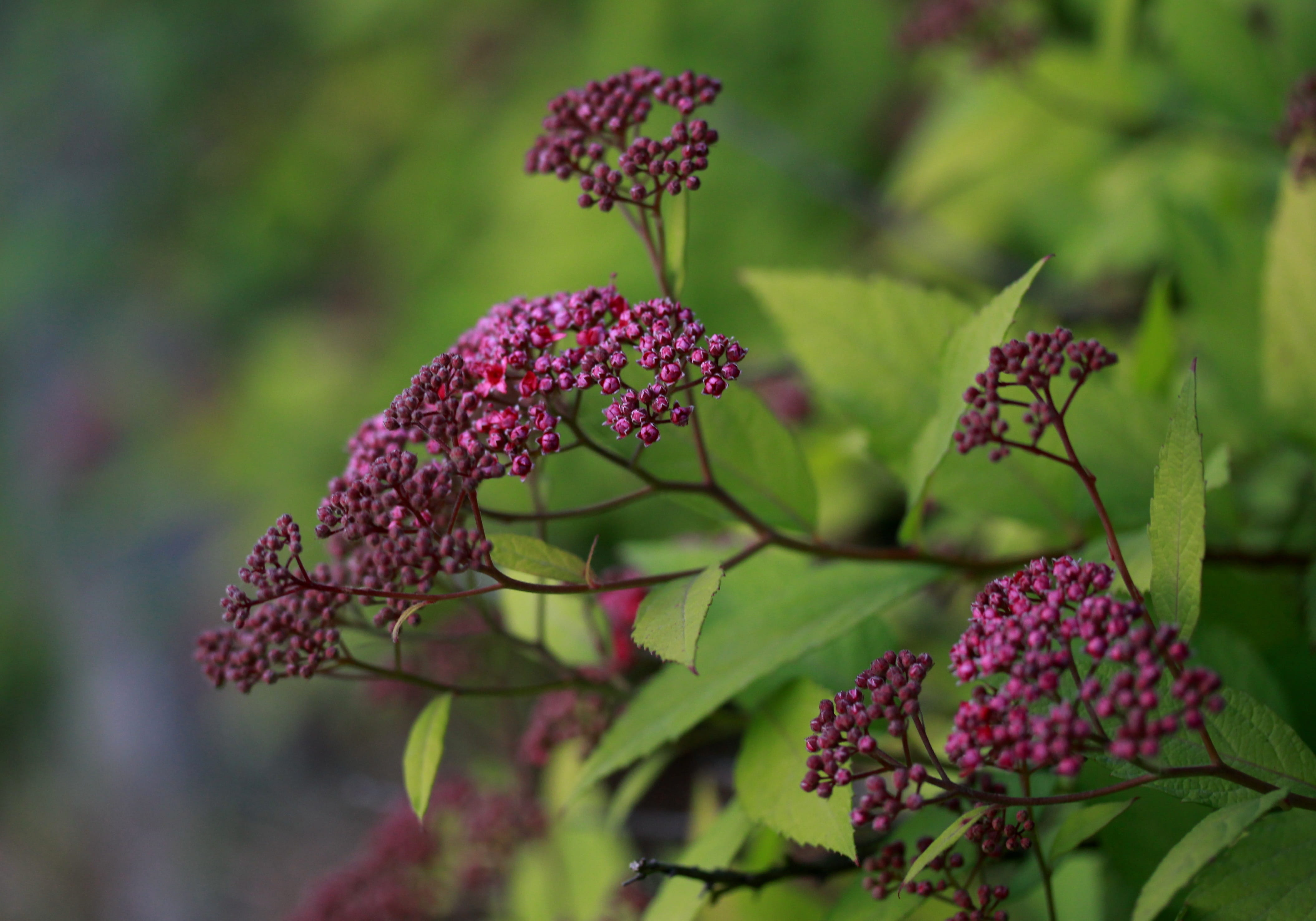 lilac, day, freshness, leaf, mov, selective focus, nature, bunch of flowers, flowering plant, red, ripe, vulnerability, close-up, nice, beauty in nature, HD Wallpaper