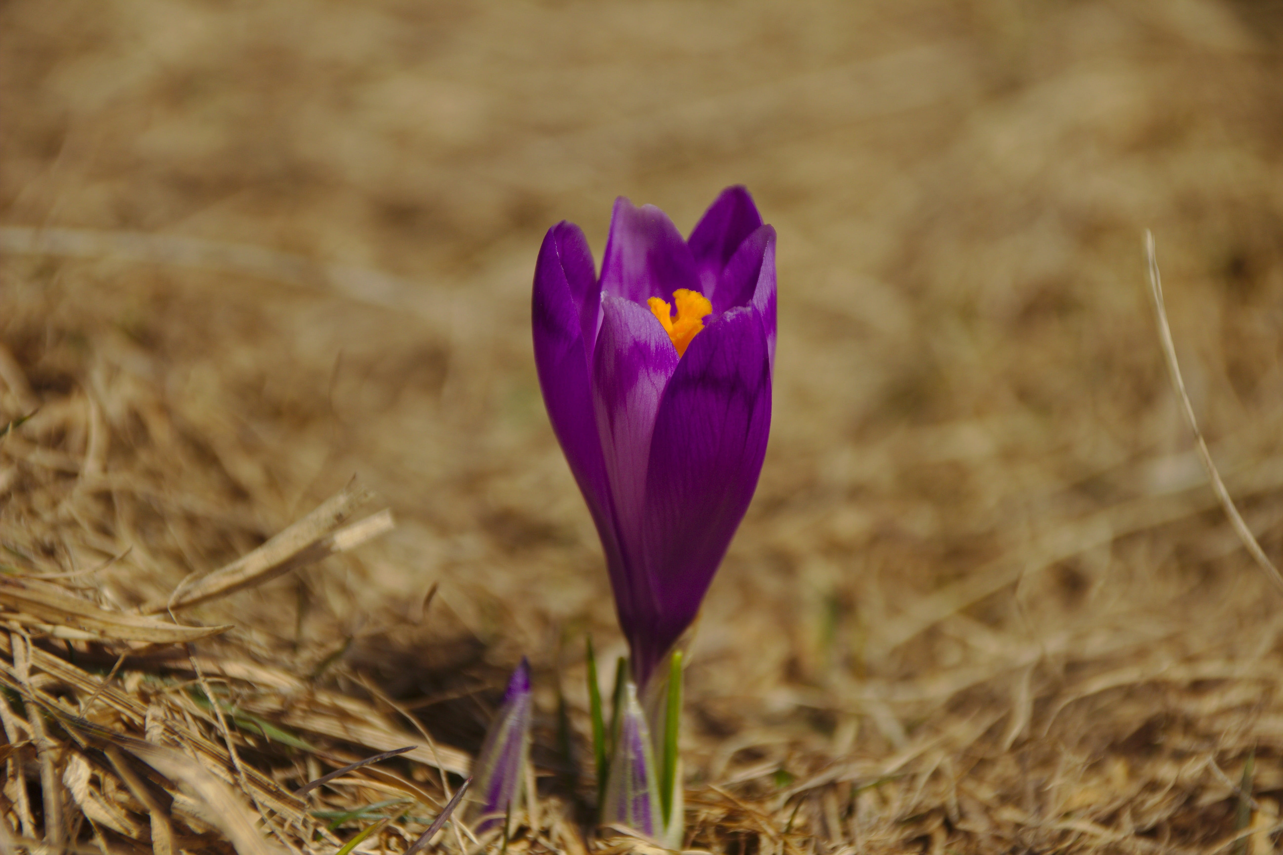 petals, petal, plant, outdoors, close-up, purple, flower, mov, vulnerability, focus on foreground, flower head, spring, crocus, field, inflorescence, brandusa, HD Wallpaper