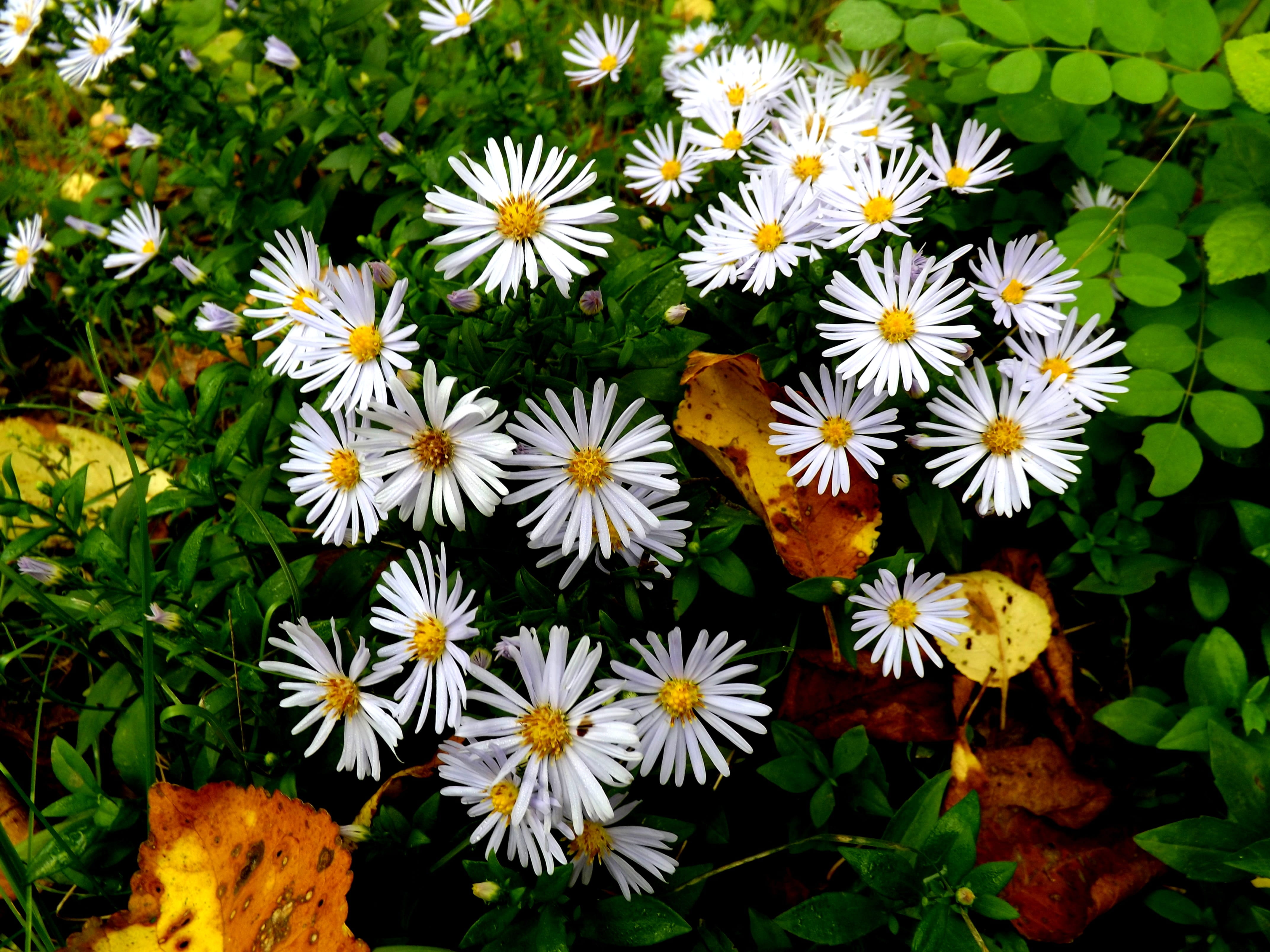 yellow, flower, garden, plant, white, nature, mov, flowers, flowering plant, freshness, beauty in nature, day, close-up, plant part, park, 4K, plants, HD Wallpaper