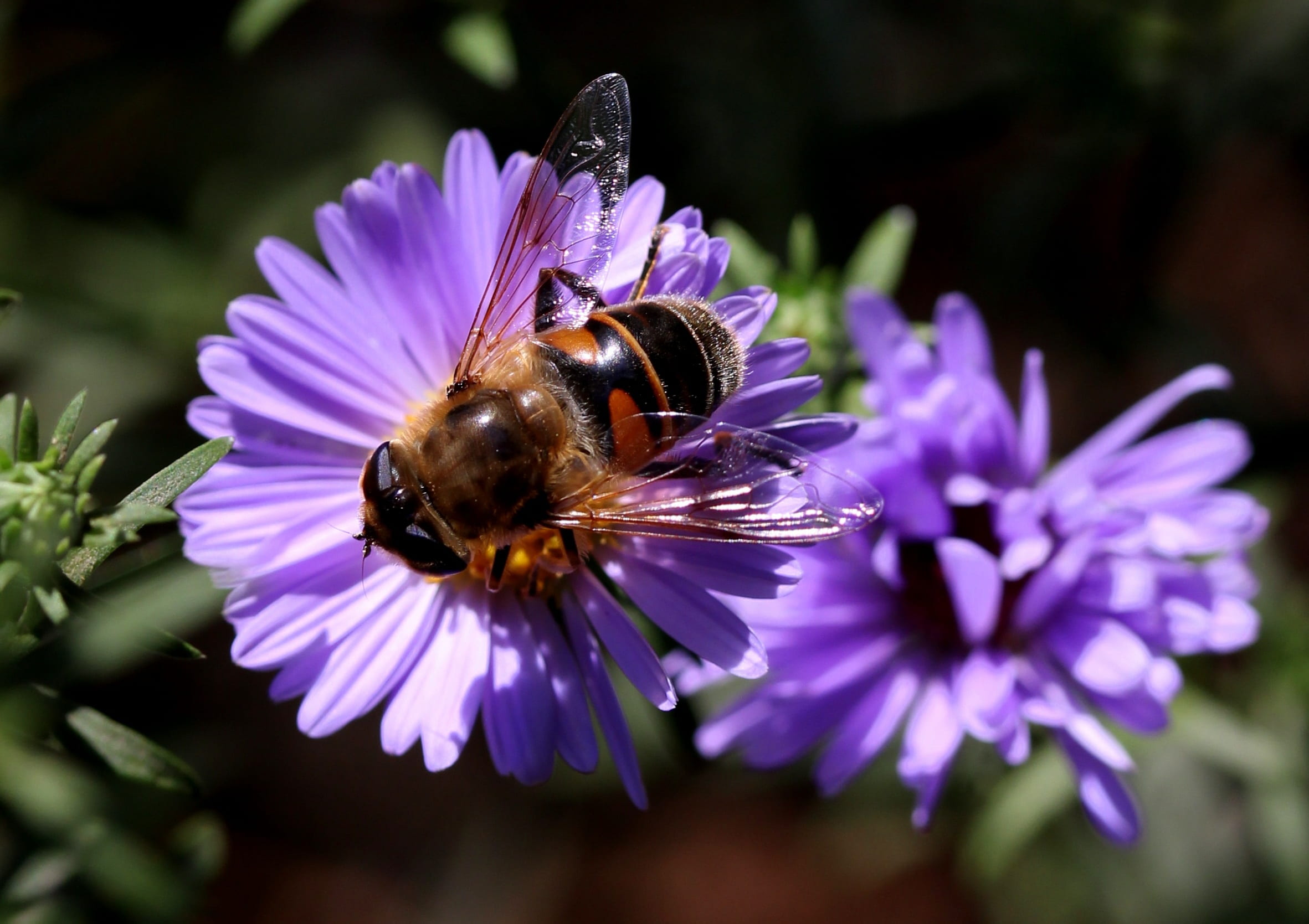 inflorescence, close-up, growth, insecta, bee, animal wildlife, 1080P, flower head, no people, pollination, fragility, freshness, nature, pollen, animal themes, HD Wallpaper