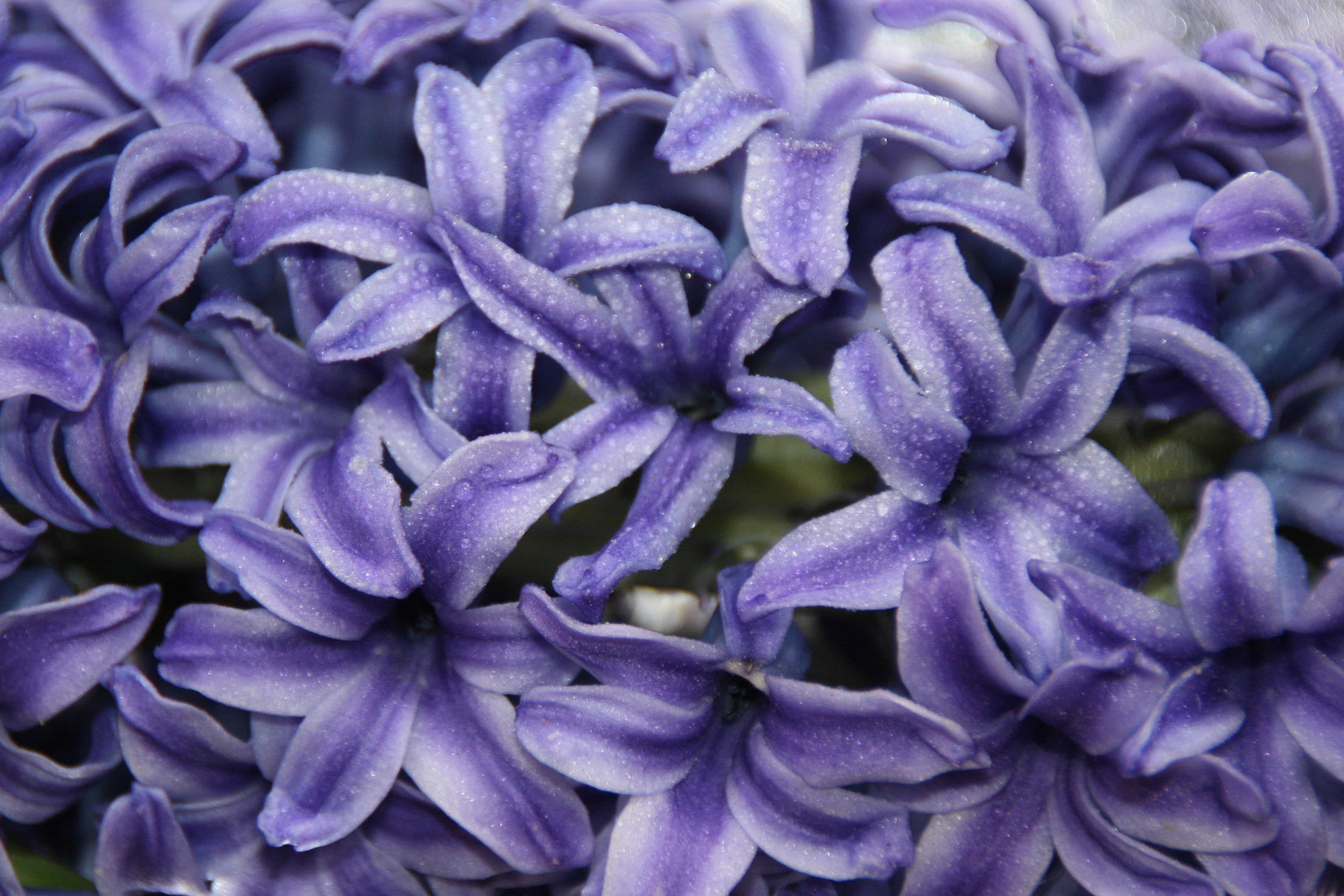backgrounds, close-up, nature, lilac, macro, purple, Flower, flower head, Petals, blossom, freshness, botany, full frame, growth, fragility, vulnerability, HD Wallpaper