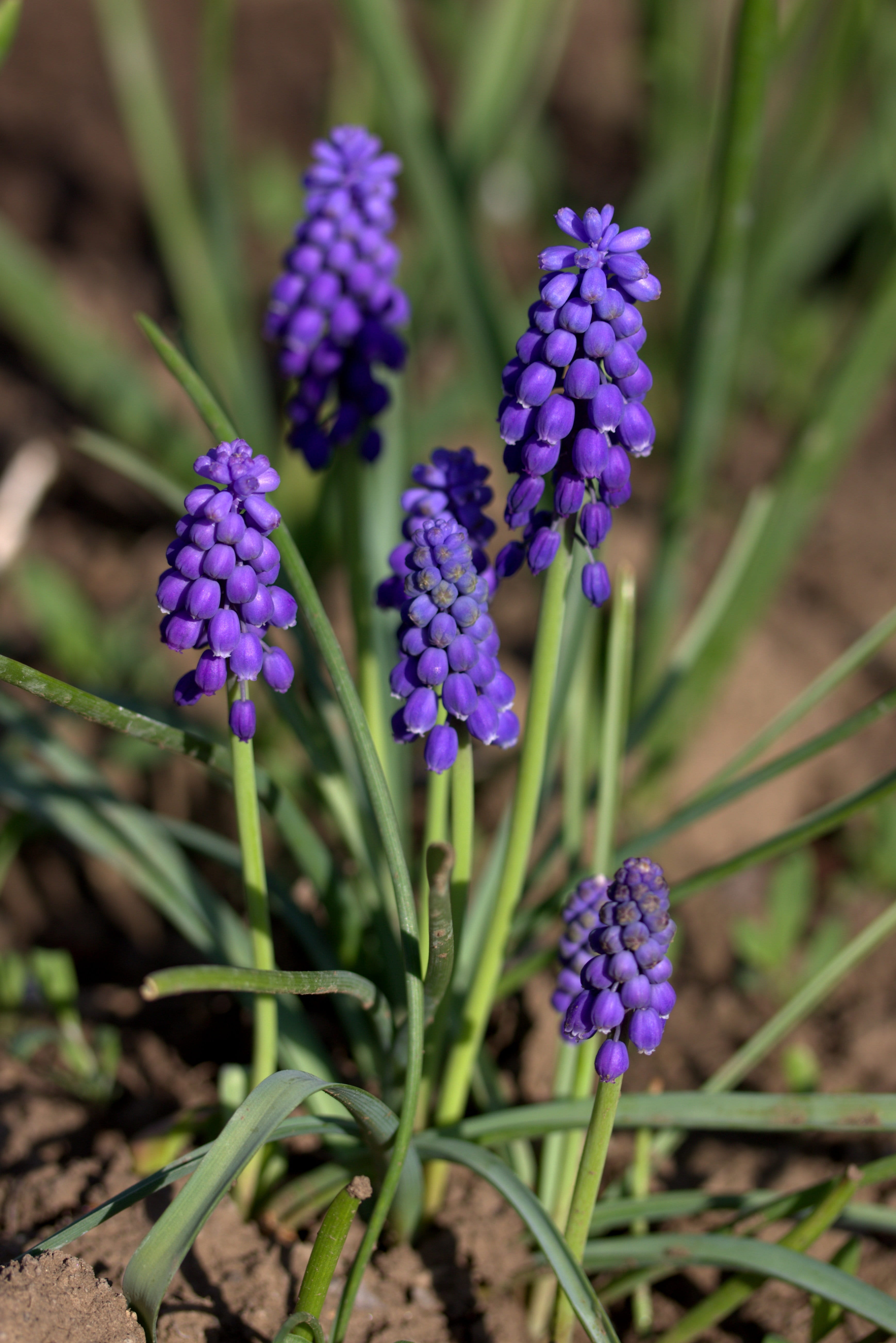 close-up, plant, inflorescence, petal, green color, Mov, no people, Spring, purple, nature, growth, freshness, focus on foreground, vulnerability, springtime, Phone HD Wallpaper
