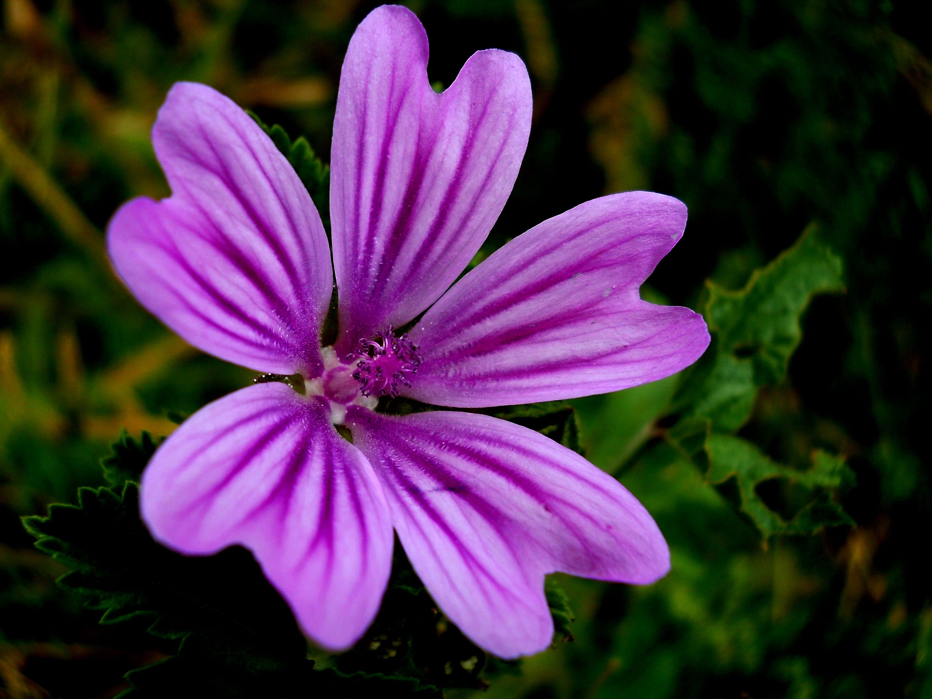 growth, garden, Sun, day, down, petal, purple, summer, close-up, mov, plant, osteospermum, Green, plants, inflorescence, sun, beauty in nature, fragility, HD Wallpaper