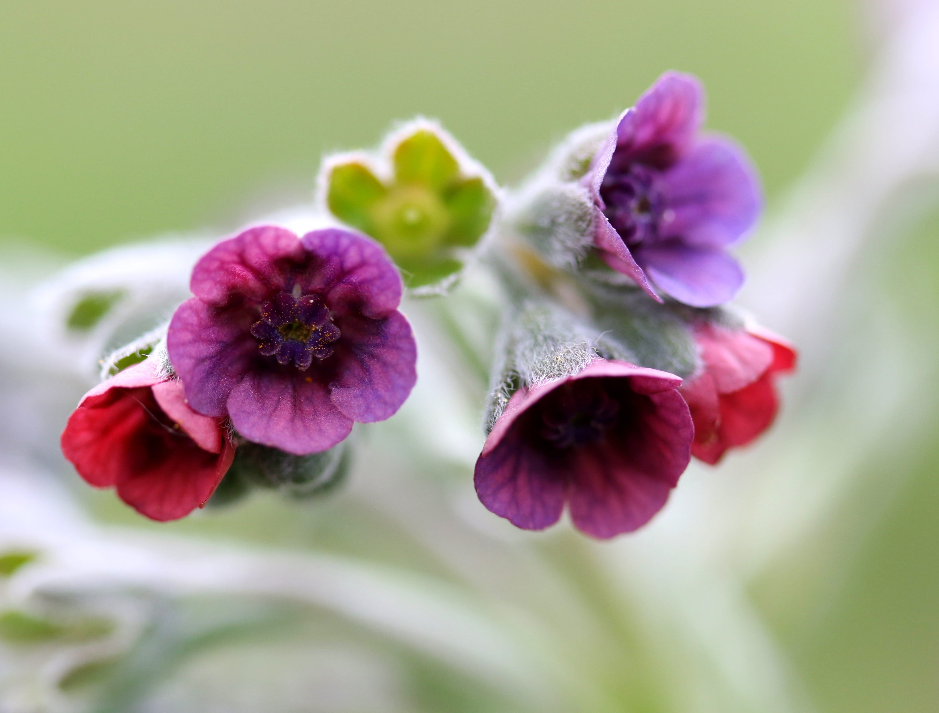 focus on foreground, flower, outdoors, inflorescence, close-up, day, petal, plant, plant part, 2K, no people, wild, flora, mov, flowering plant, purple, HD Wallpaper