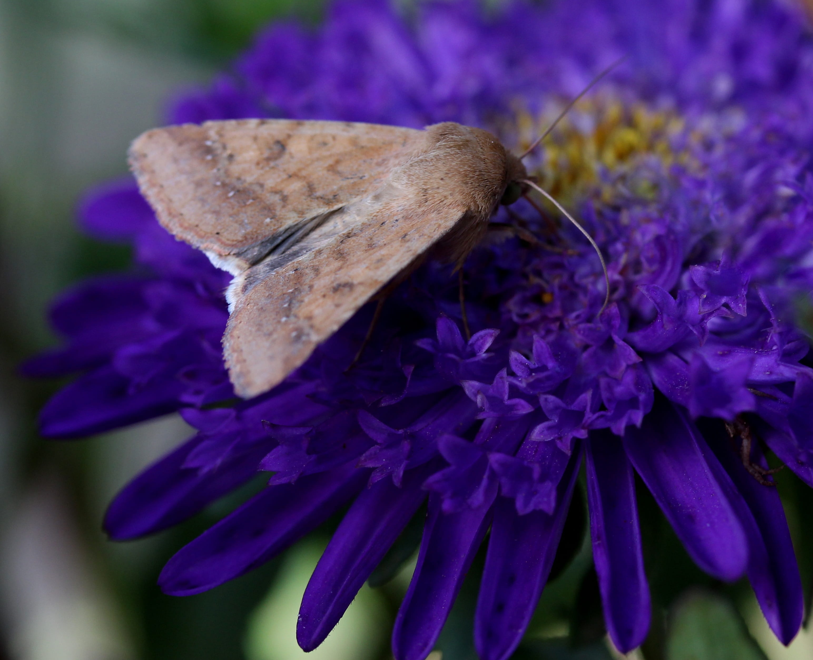 fragility, vulnerability, outdoors, pollen, 2K, flower head, no people, botany, growth, nature, selective focus, insecta, butterfly, day, beauty in nature, HD Wallpaper