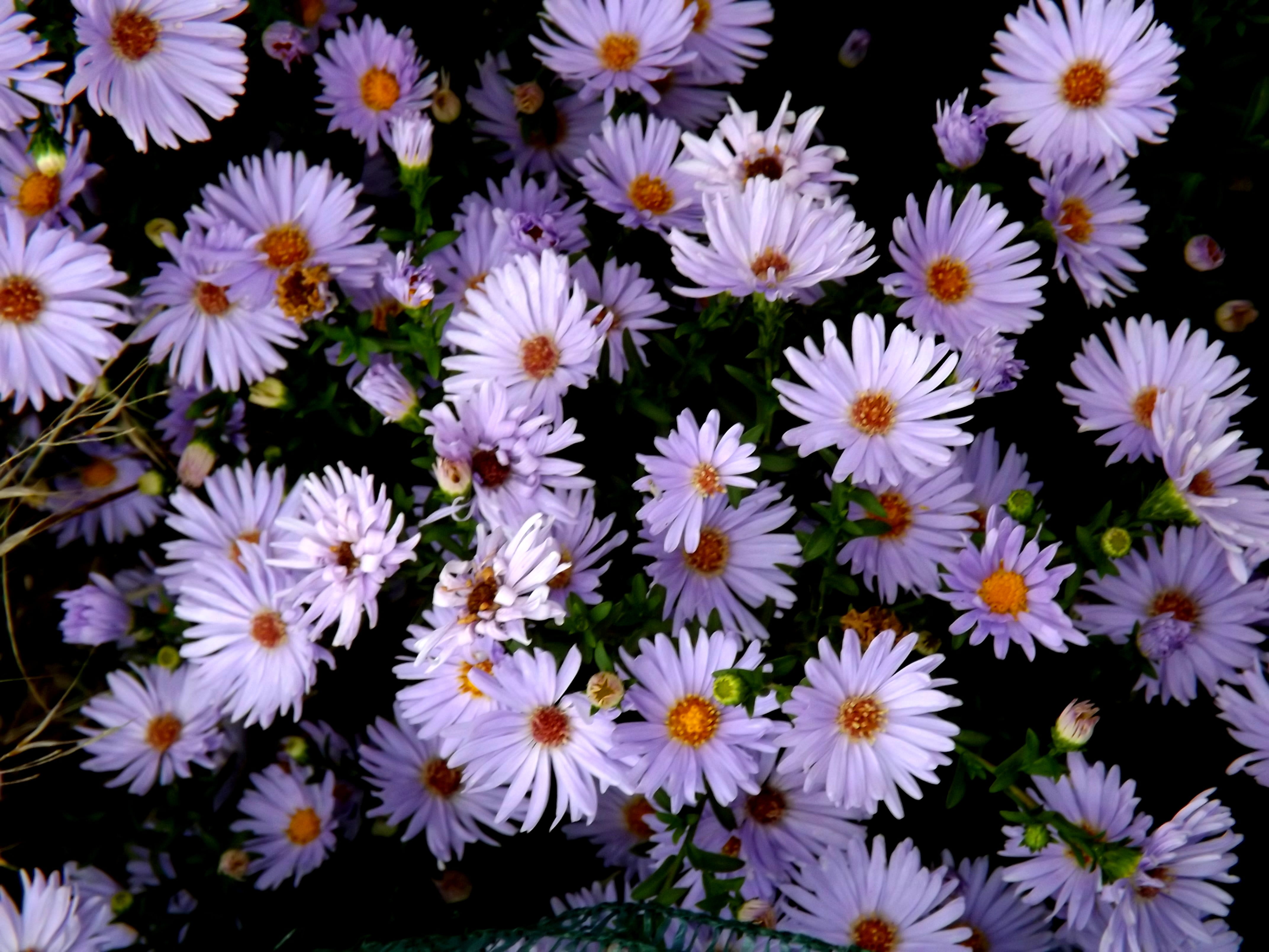 stars, flowers, backgrounds, 4K, plants, plant, outdoors, white color, petal, flower, mov, daisy, violet, inflorescence, garden, flowering plant, beauty in nature, HD Wallpaper