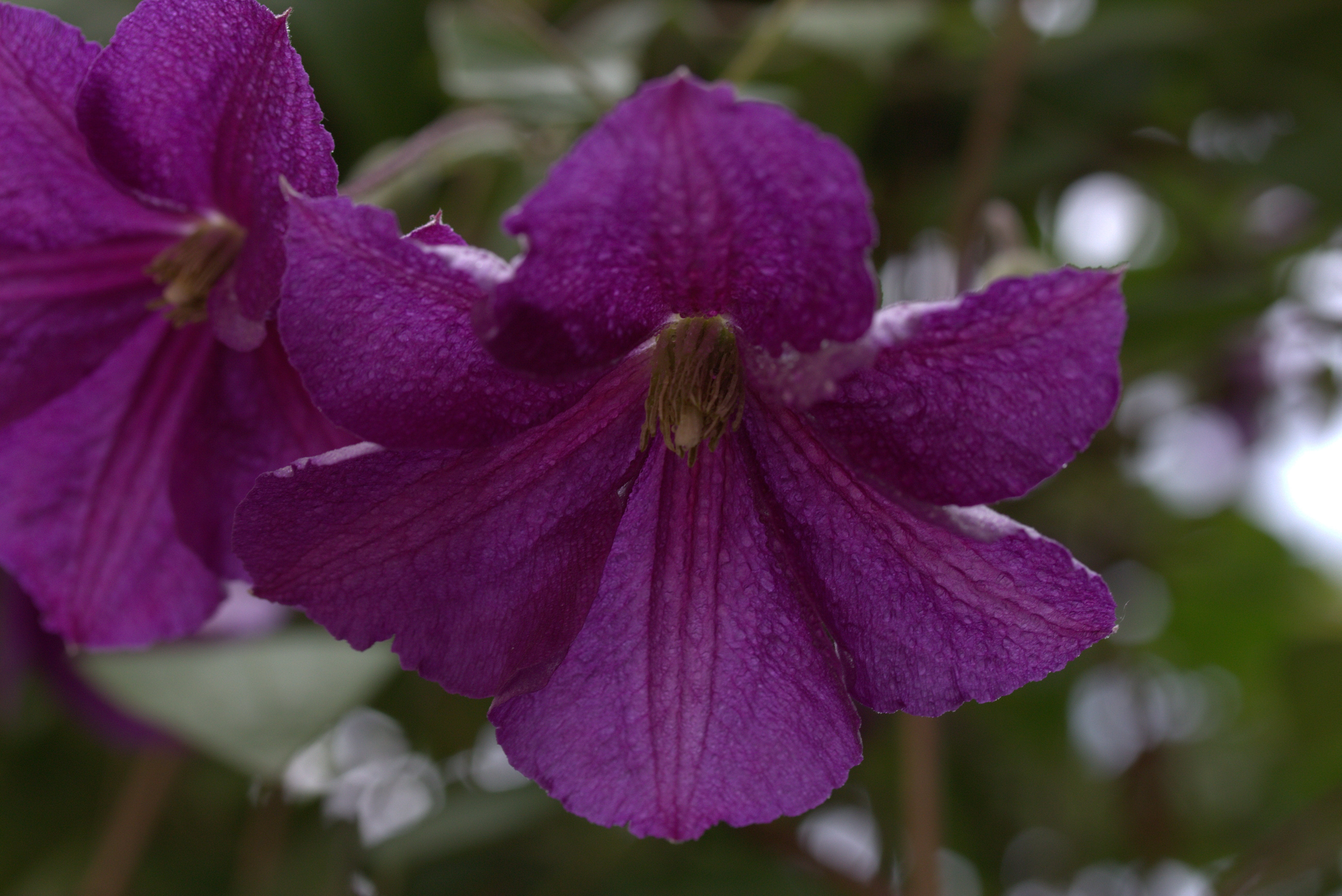 plant, close-up, freshness, clematita, flower, flowering plant, outdoors, plants, petals, 5K, pollen, no people, mov, focus on foreground, petal, inflorescence, HD Wallpaper