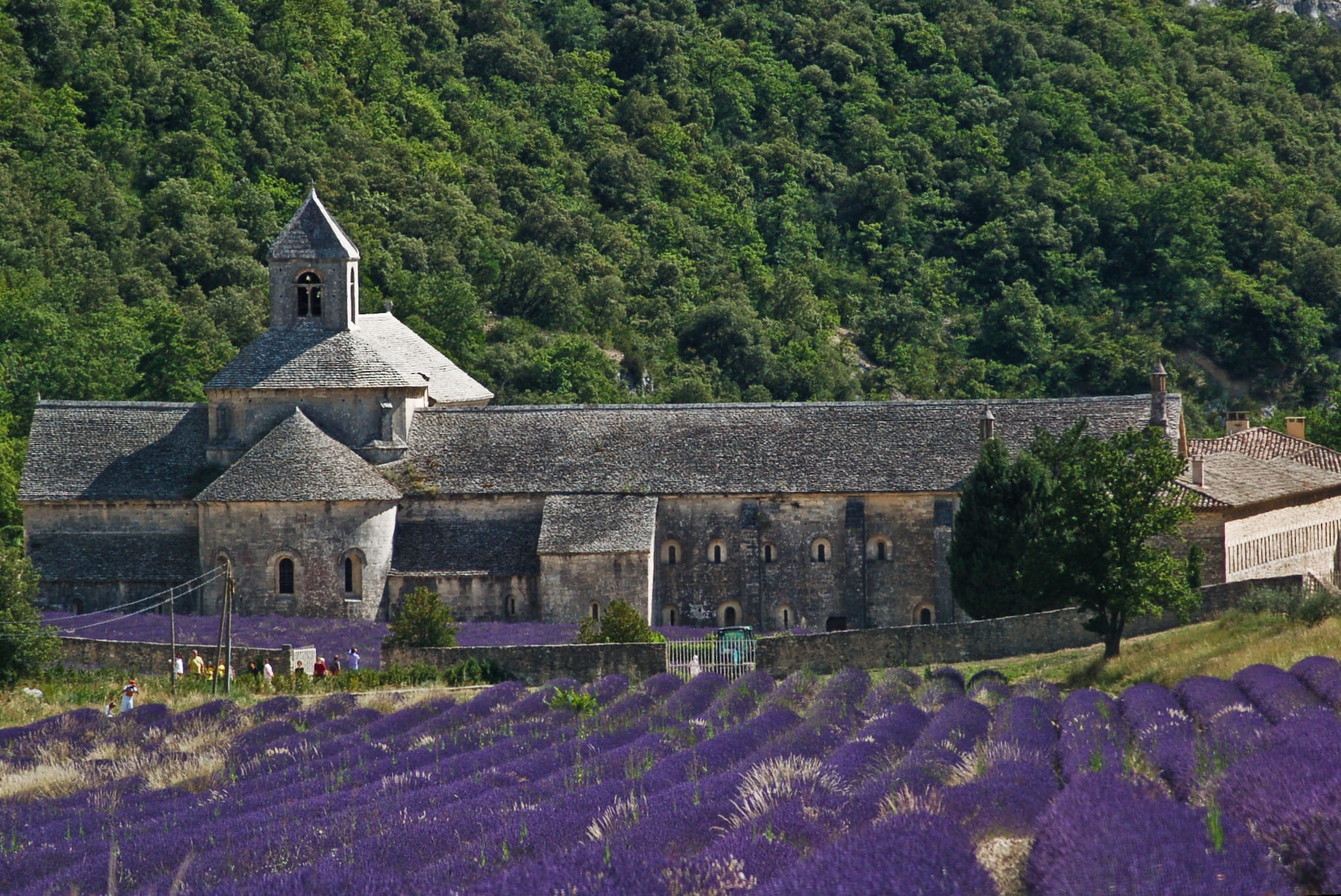 mansion, gray, faith, lavender cultivation, blue, gordes, tree, lavender, purple, land, strictly, leafed, building exterior, beauty in nature, church, trees, HD Wallpaper