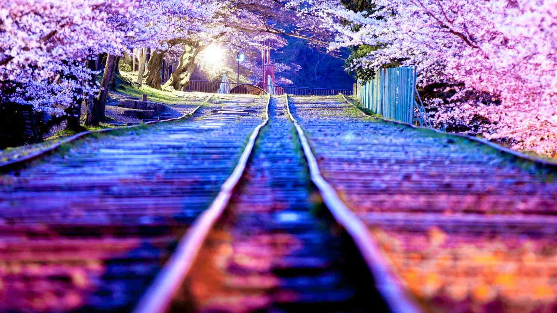kitakyushu, spring, branch, plant, tunnel of love, kawachi fuji gardens, blossom, cherry blossom, flower, asia, sky, tree, nature, 1080P, japan, tunnel, HD Wallpaper
