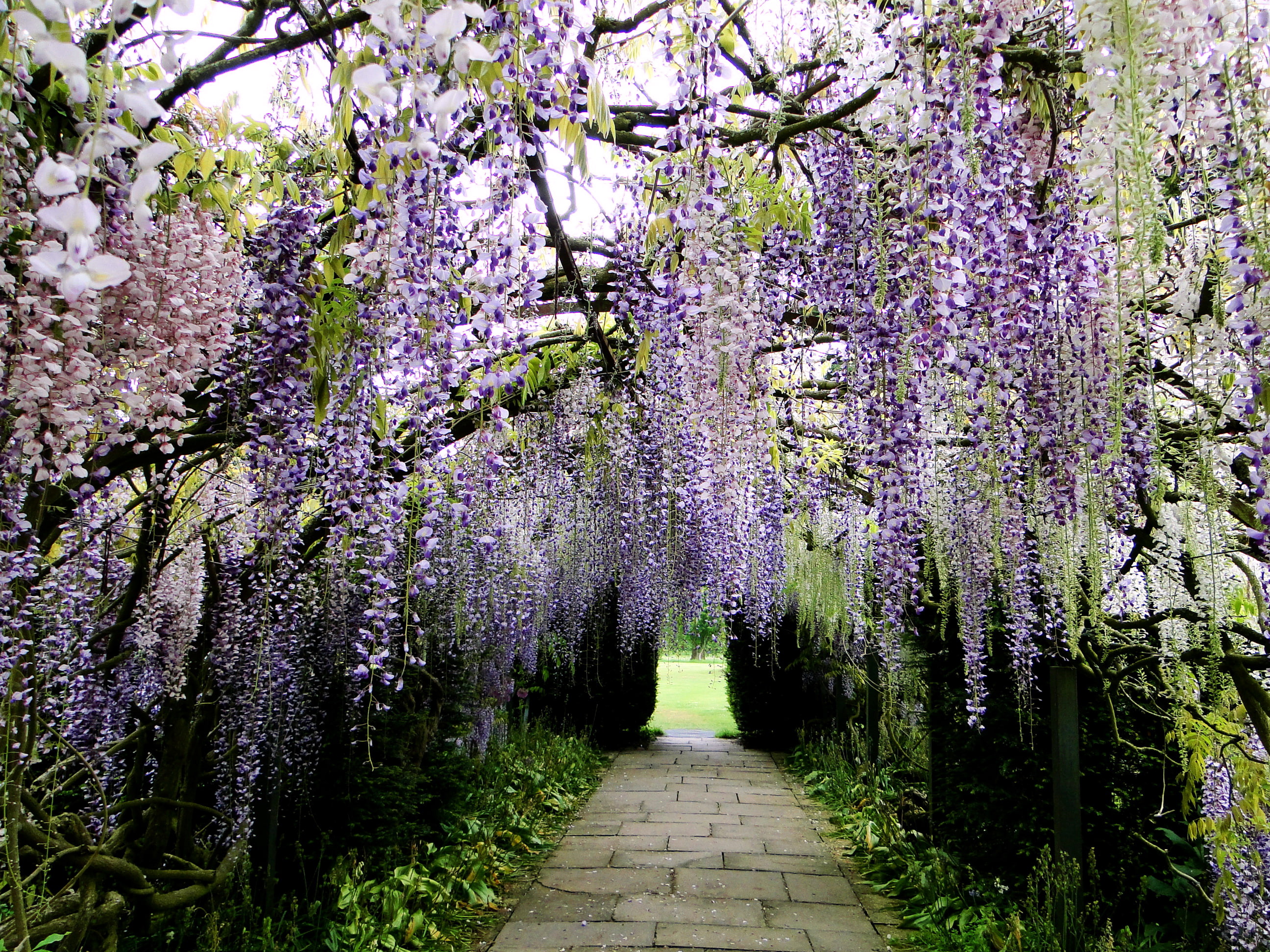 2K, Park, Japan, Kawachi Fuji Garden, Wisteria, track, alley, HD Wallpaper