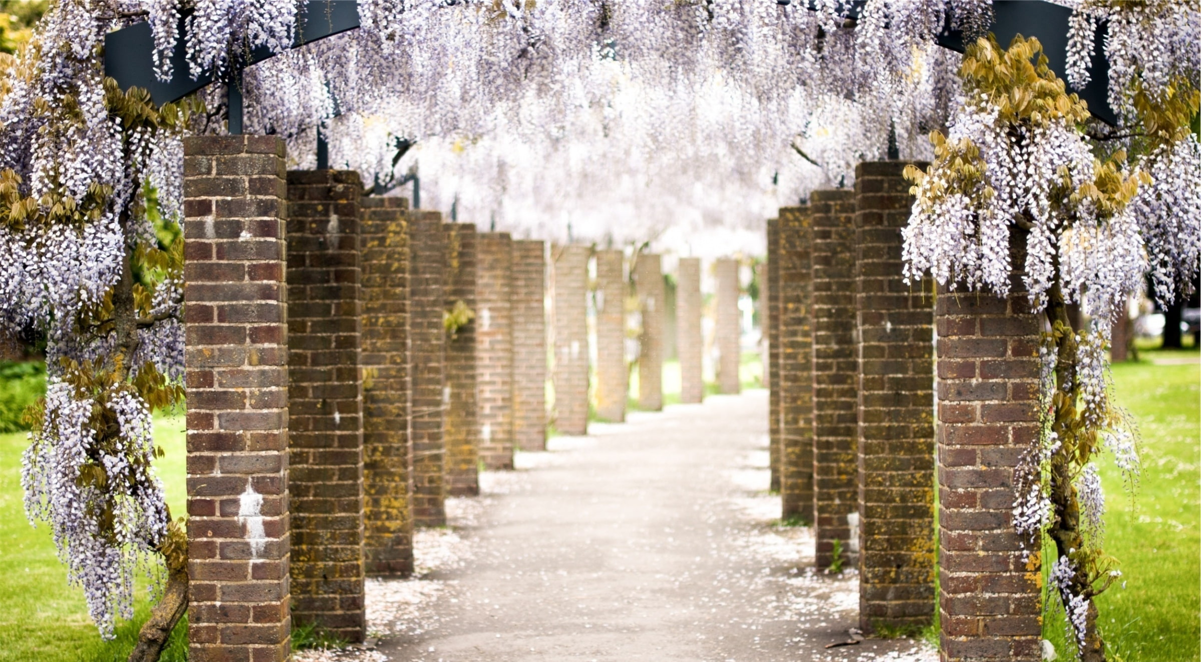 flowering plant, no people, Pavement, building, architecture, growth, springtime, cherry blossom, outdoors, nature, Flowers, tree, Seasons, beauty in nature, HD Wallpaper